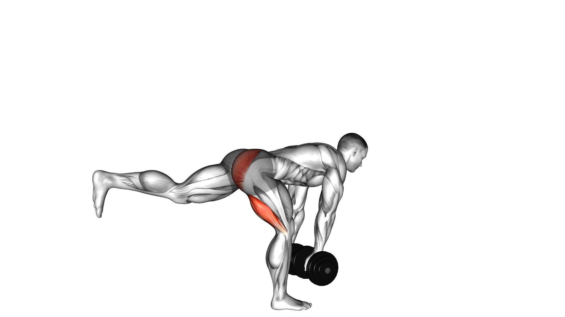 Dumbbell Single Leg Deadlift exercise demonstration