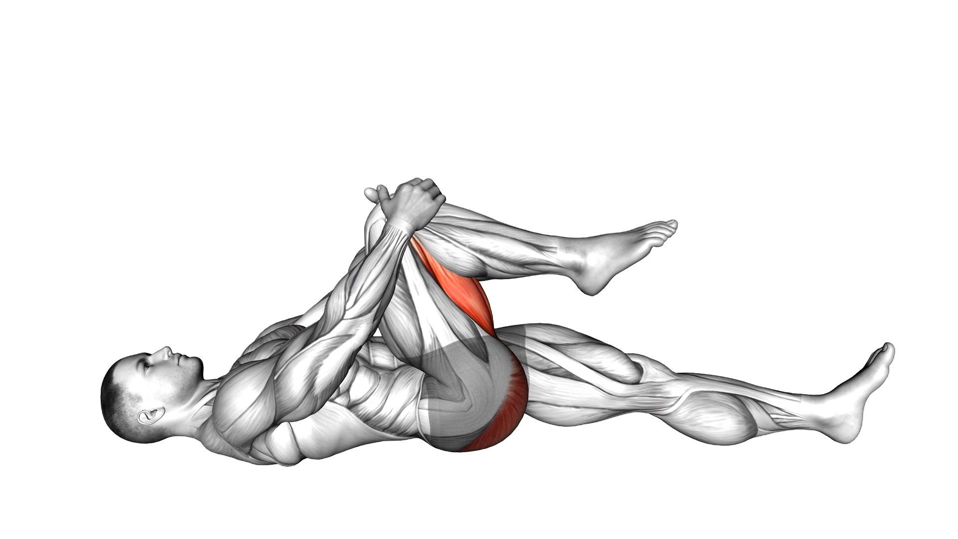 Lying Knee To Chest Stretch exercise demonstration