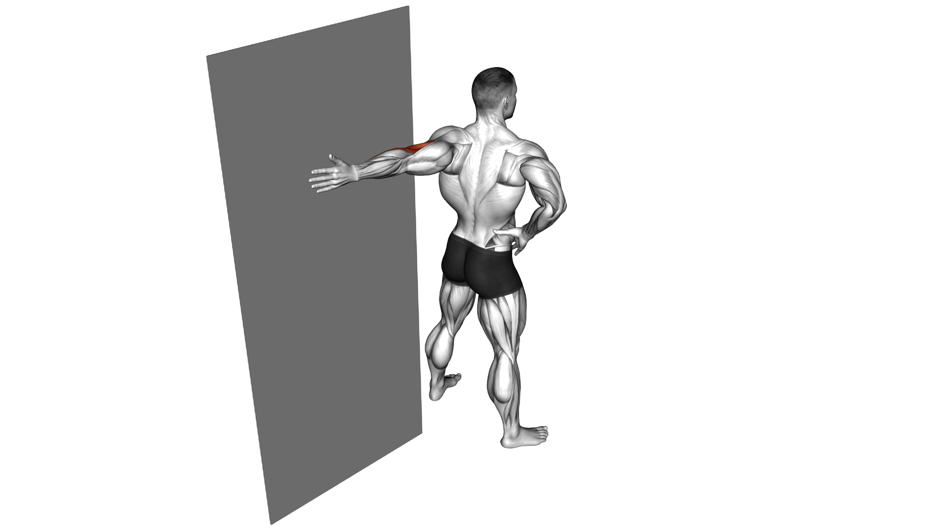 Elbow Flexor Stretch exercise demonstration