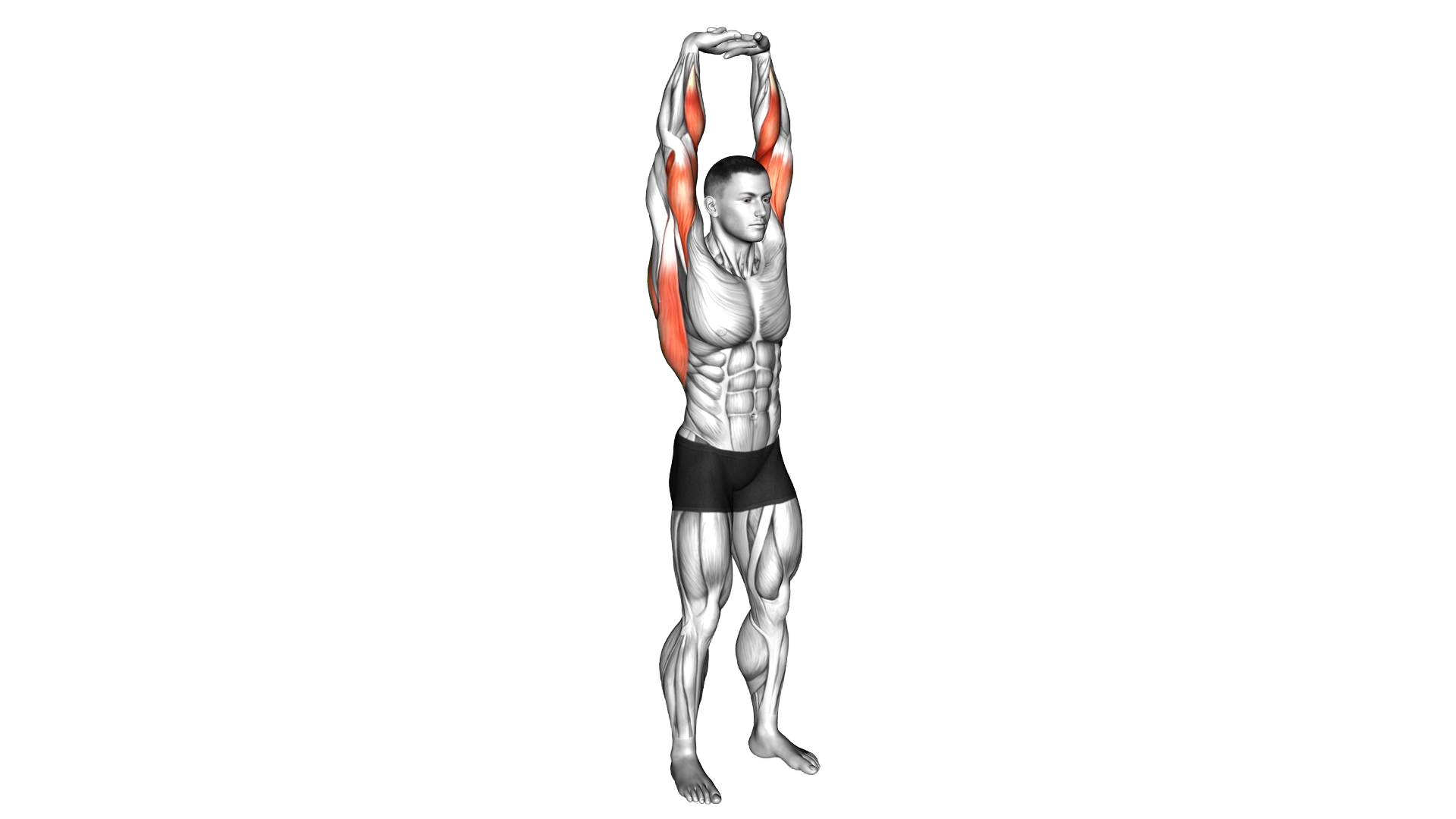 Extension Of Arms In Vertical Stretch exercise demonstration