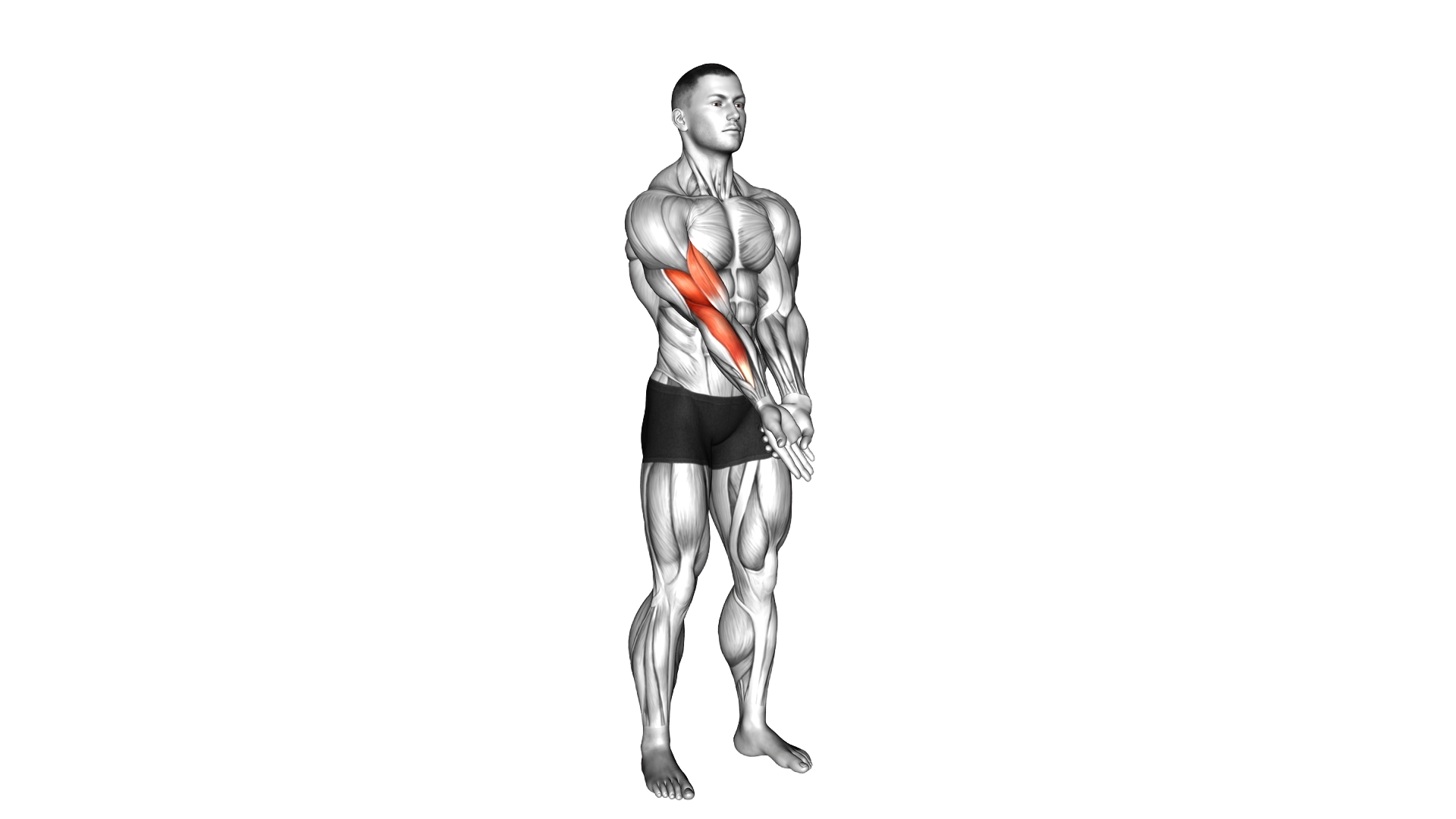 Elbow Extension And Supination Pronation Forearm exercise demonstration