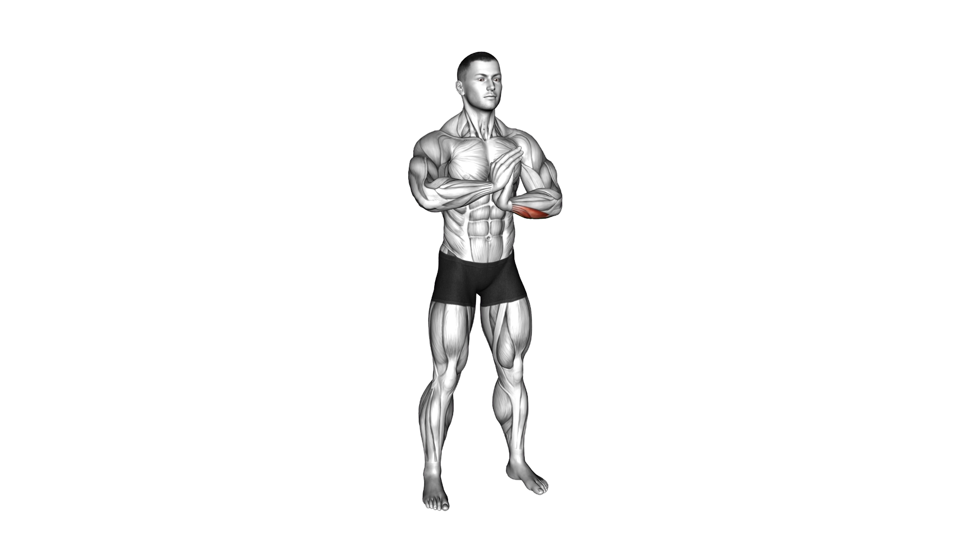 Finger Flexor Stretch exercise demonstration