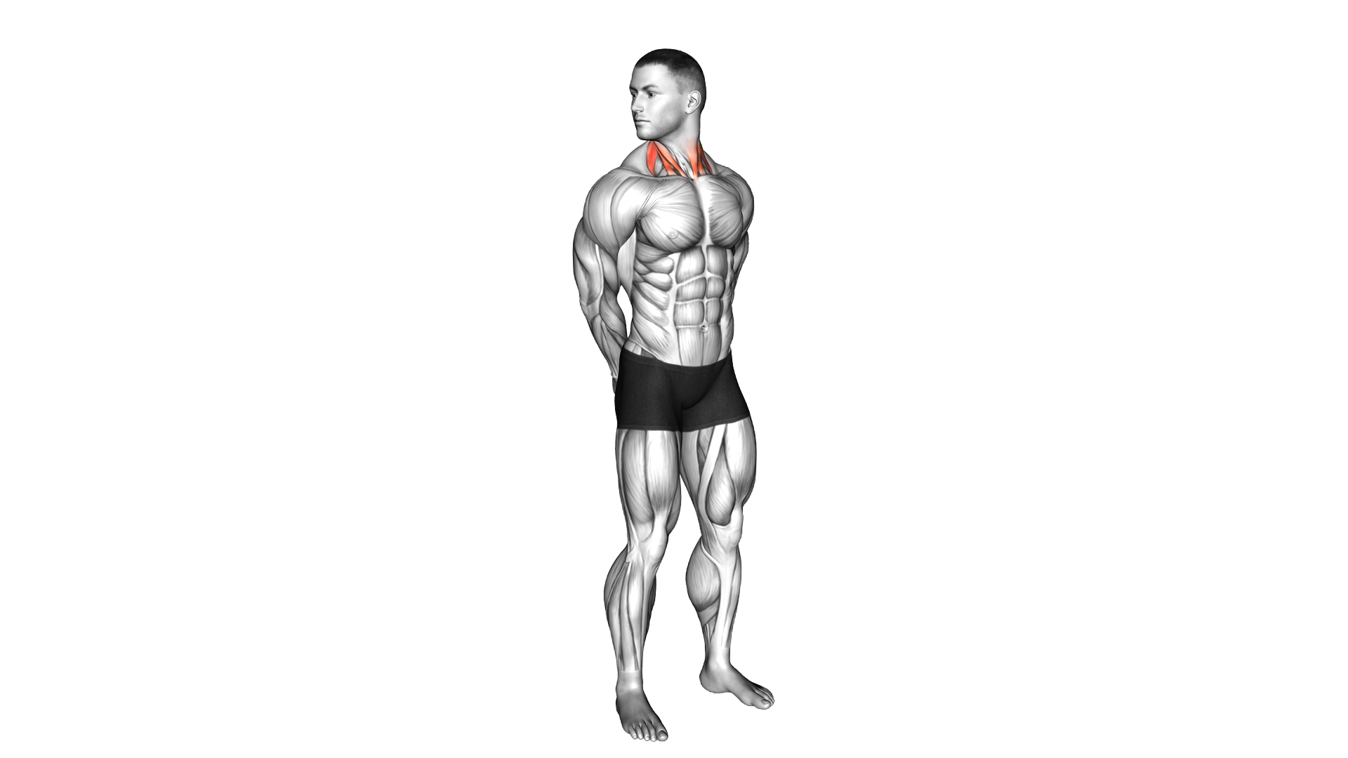 Rotating Neck Stretch exercise demonstration