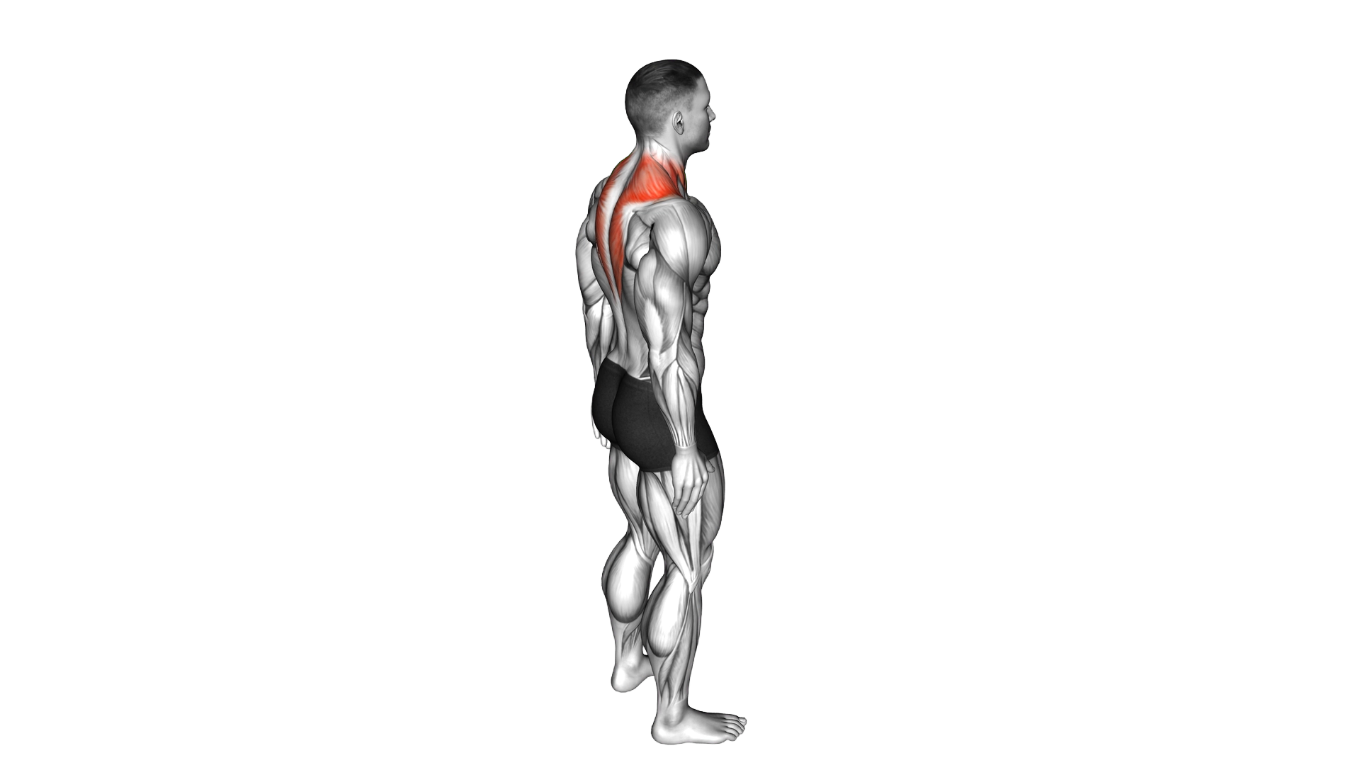 Forward Flexion Neck Stretch exercise demonstration