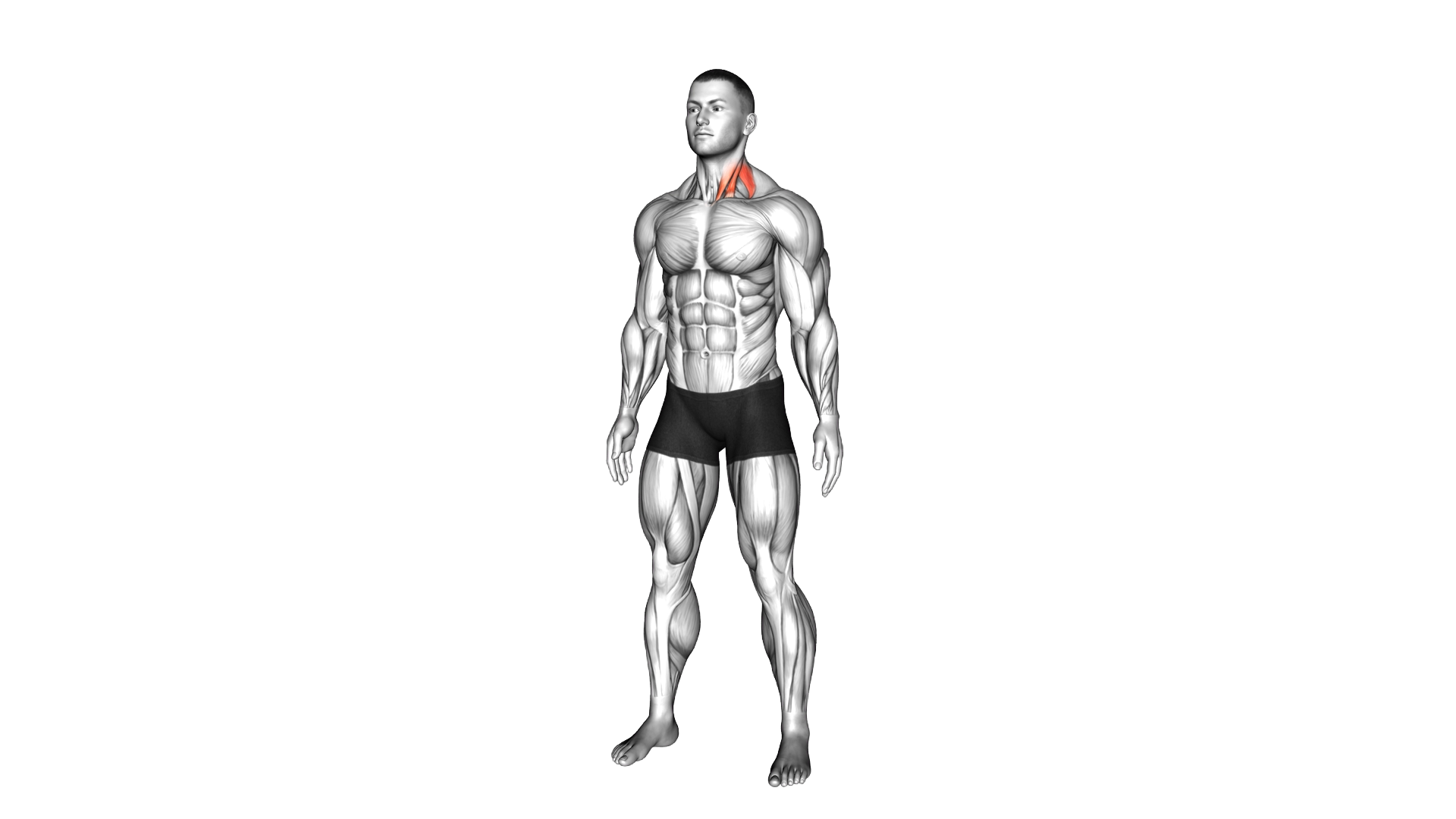 Neck Extensor And Rotational Stretch exercise demonstration