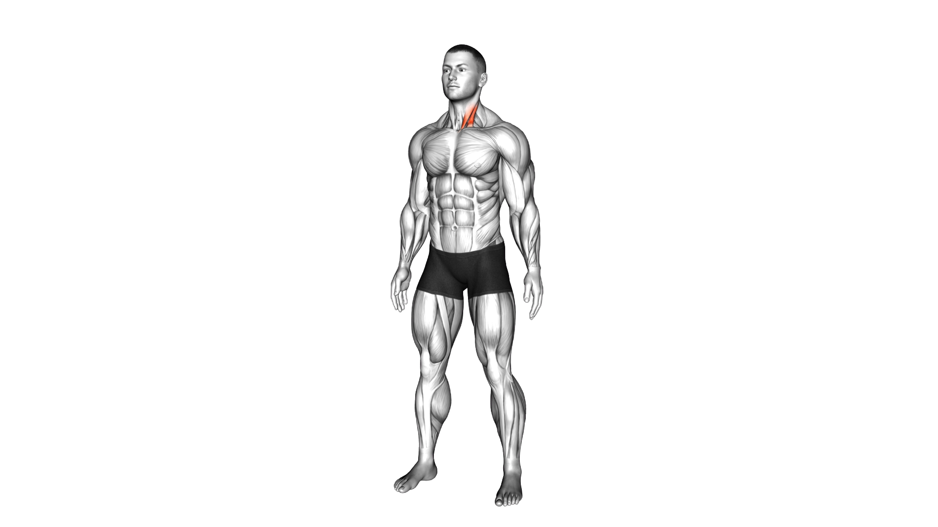 Neck Flexor And Rotational Stretch exercise demonstration