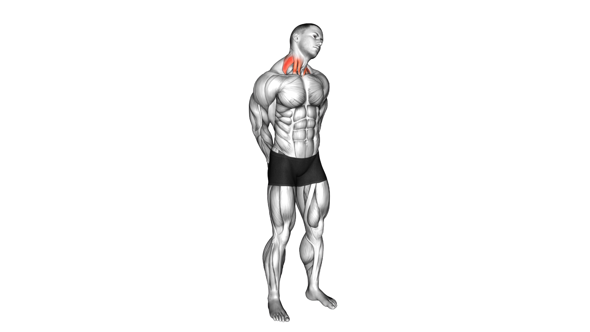 Extension And Inclination Neck Stretch exercise demonstration