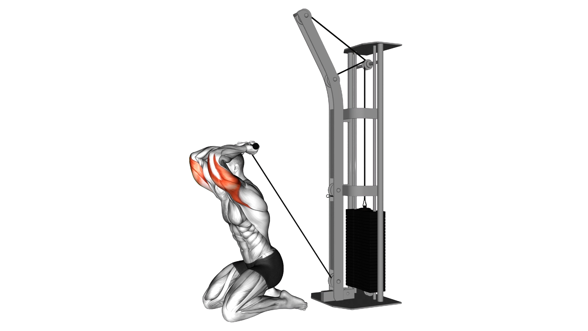 Cable Kneeling Triceps Extension exercise demonstration