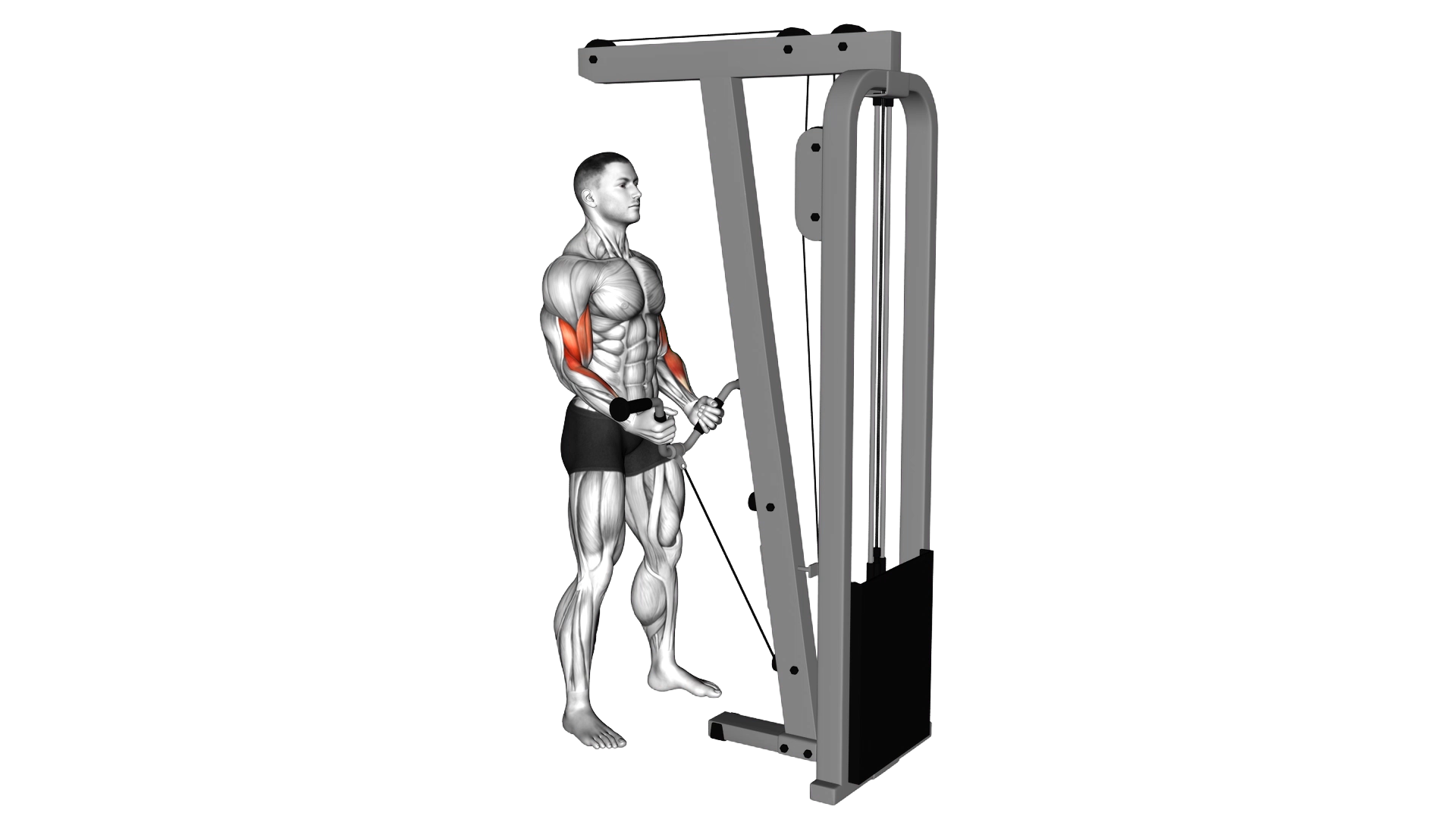 Cable Curl with Multipurpose V bar exercise thumbnail