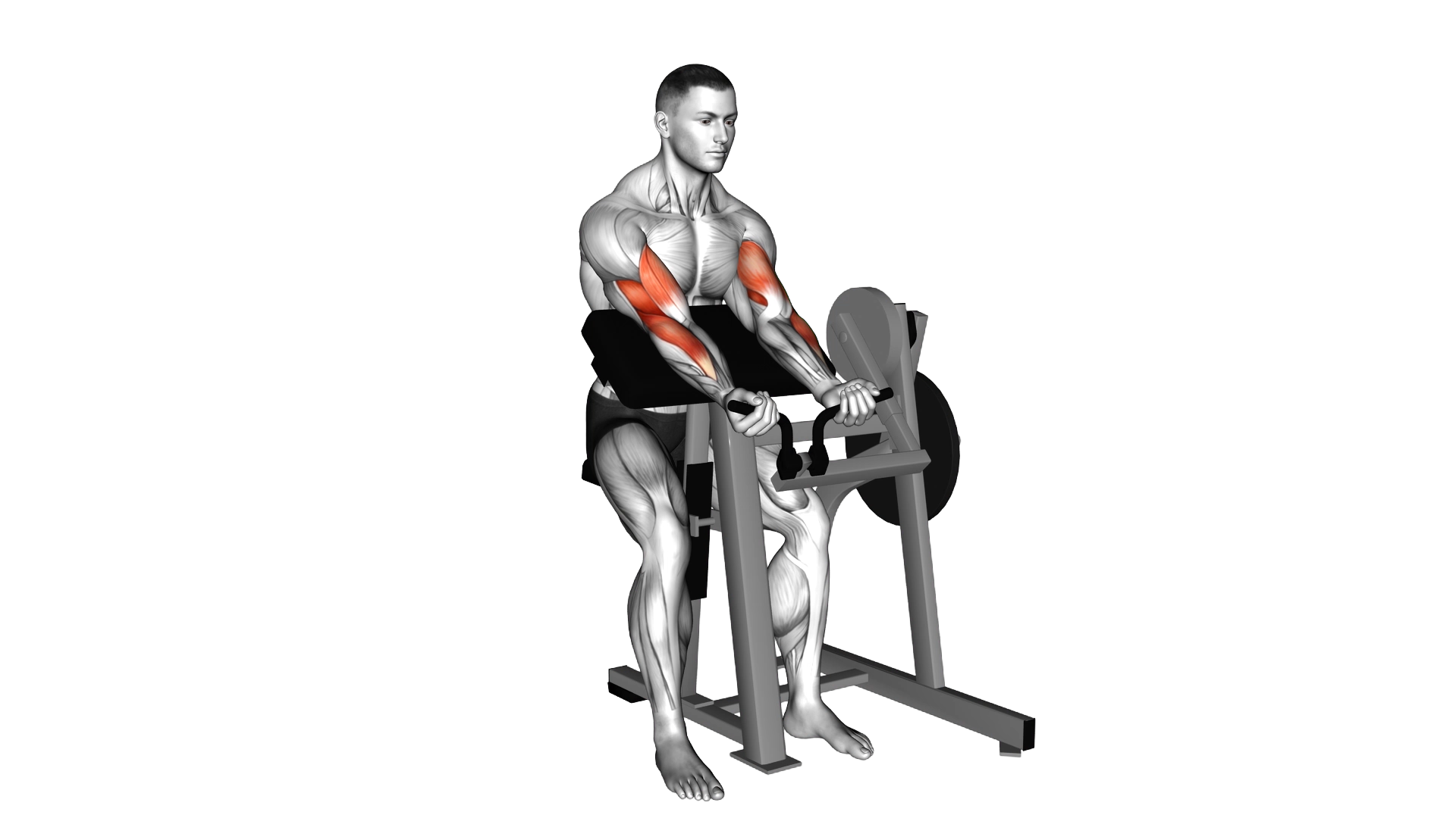 Lever Preacher Curl (plate loaded) exercise demonstration