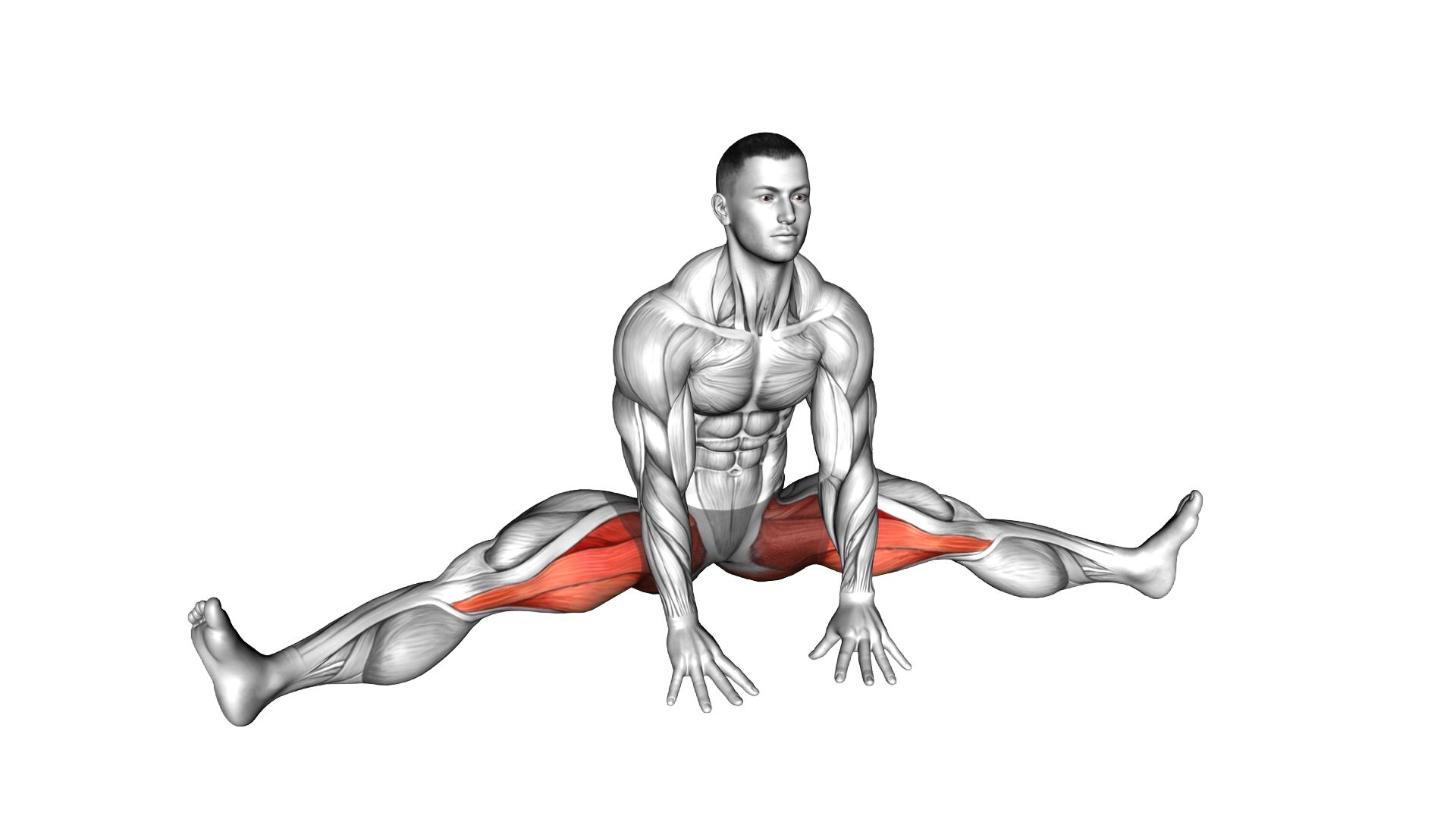 Sitting Wide Leg Adductor Stretch exercise demonstration