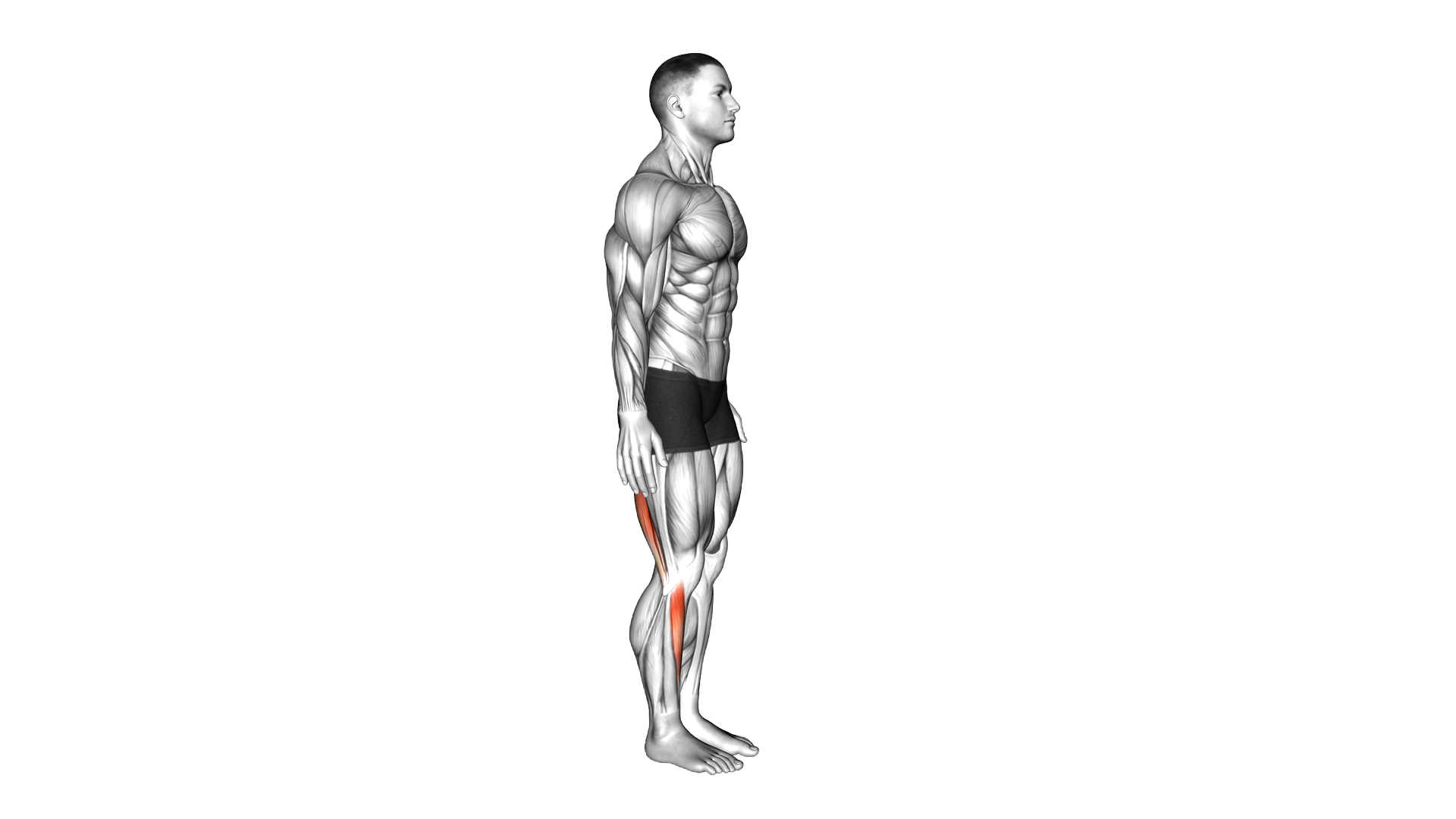 Standing Toe Down Hamstring Stretch exercise demonstration