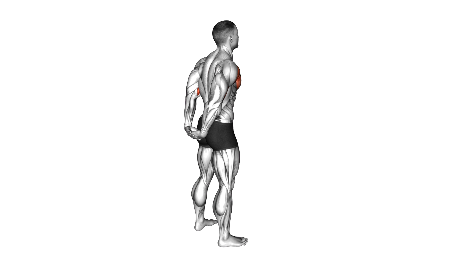 Standing Reverse Shoulder Stretch exercise demonstration