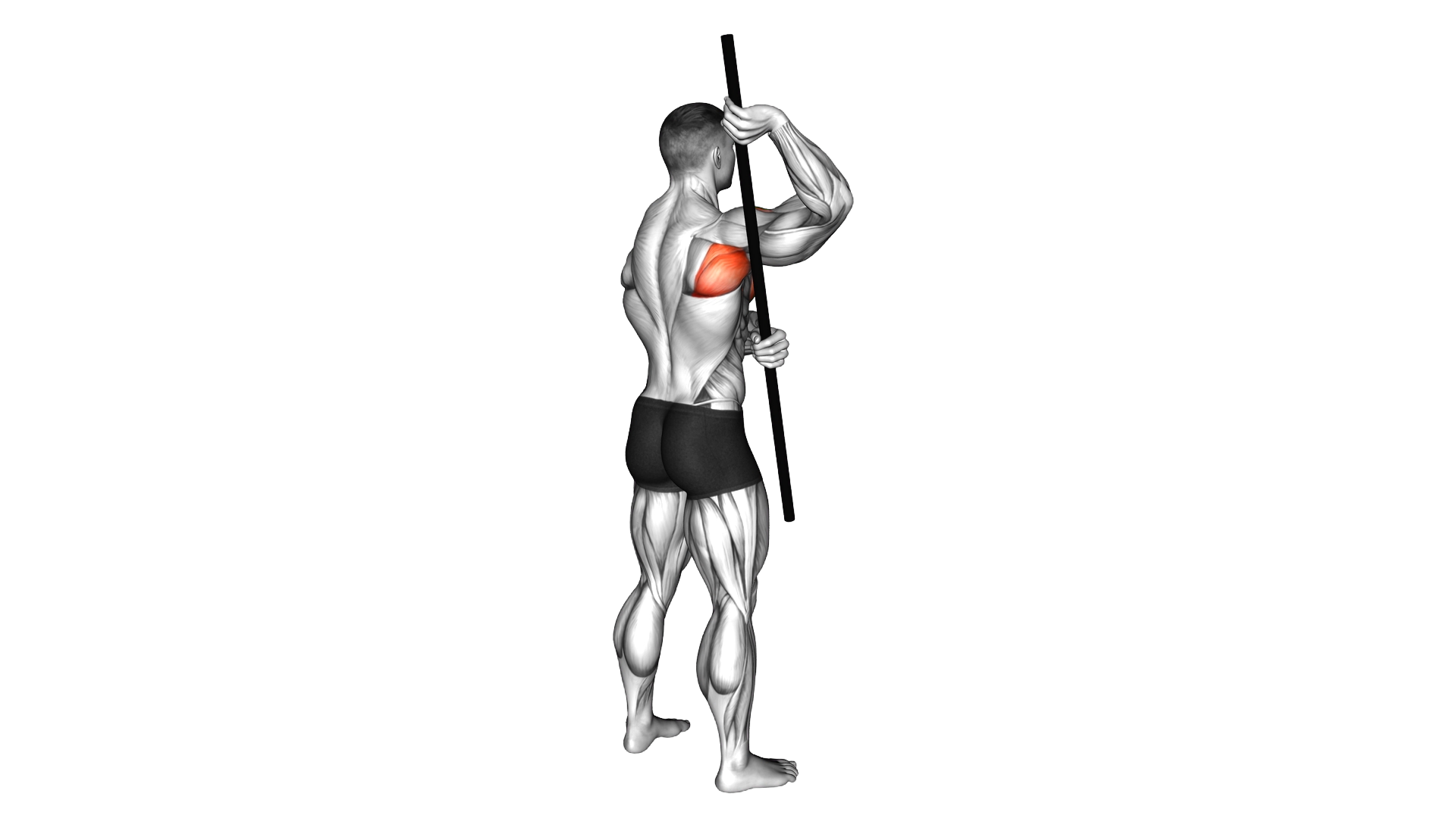 Arm Up Rotator Stretch exercise demonstration
