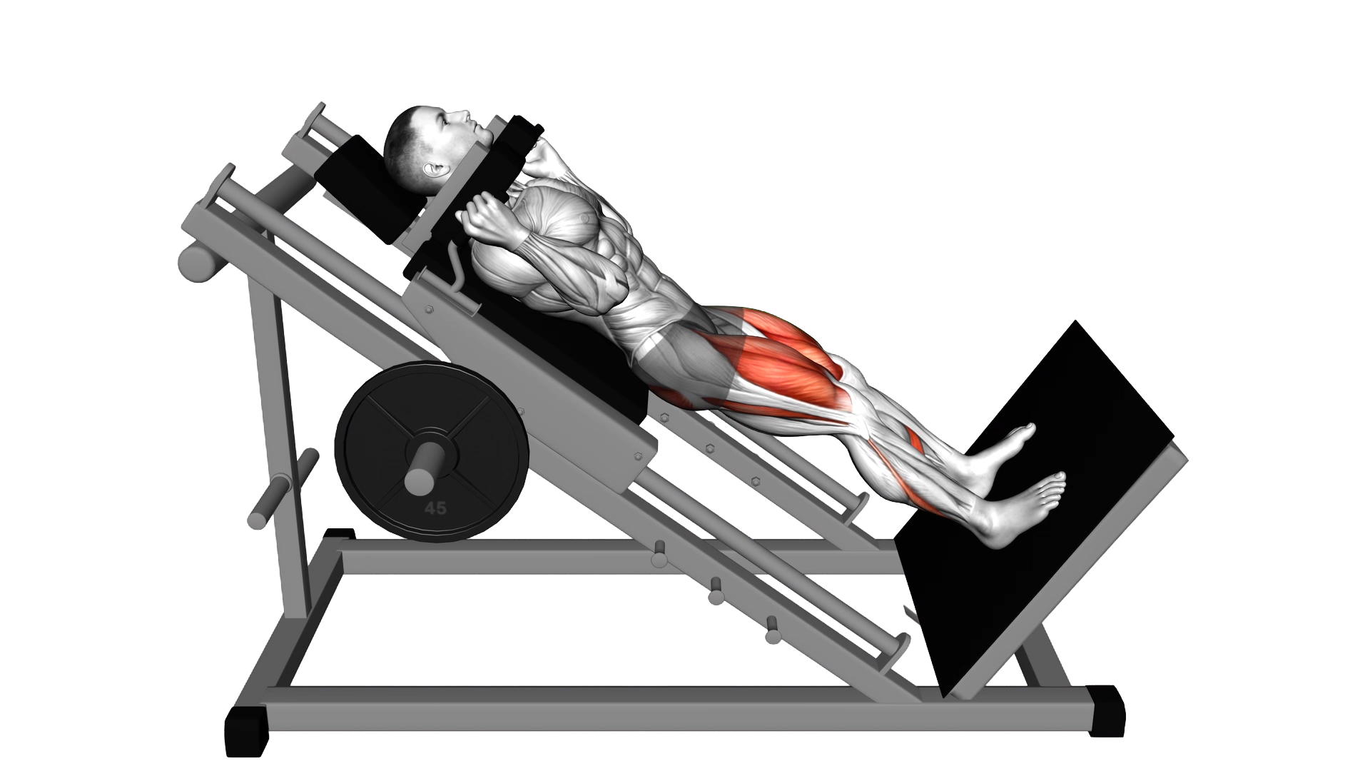 Sled Full Hack Squat exercise demonstration