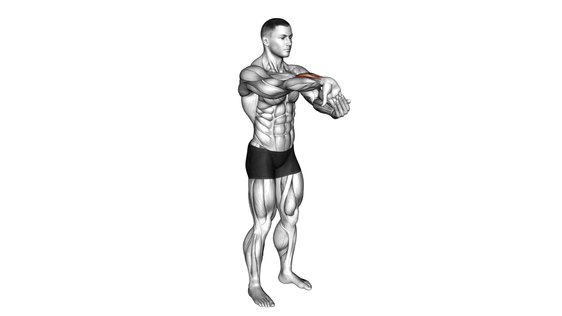 Fingers Down Forearm Stretch exercise demonstration