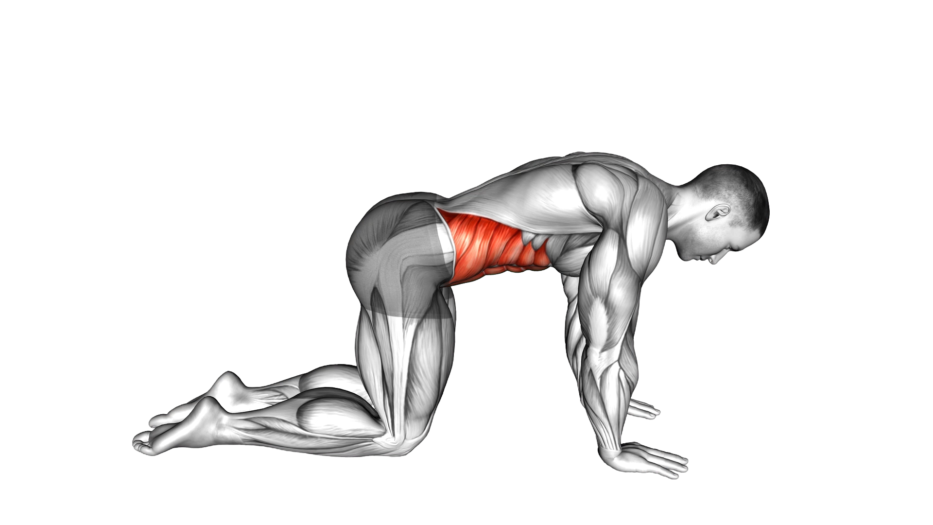 Cow Stretch exercise demonstration