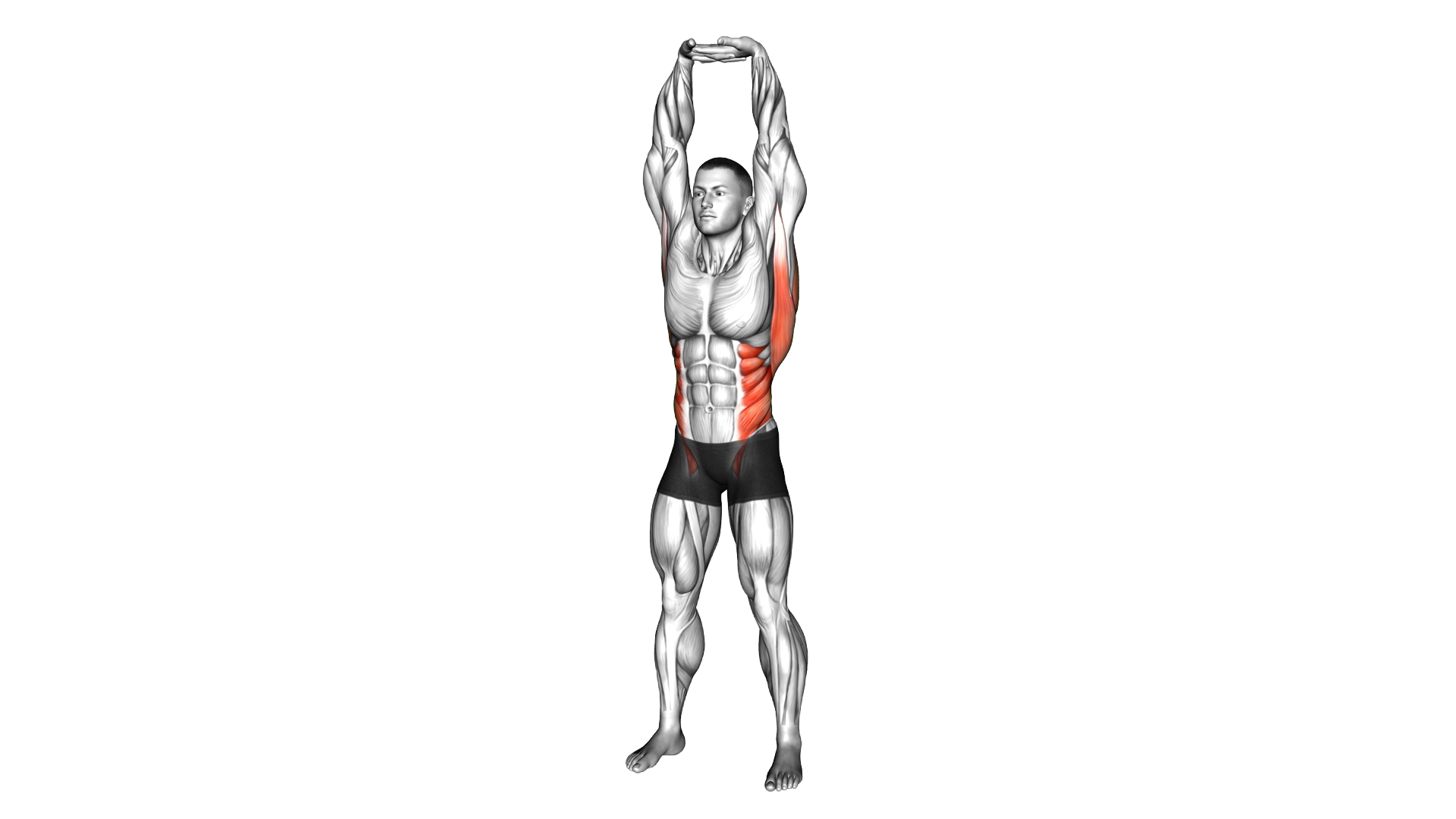 Standing Side Stretch exercise demonstration