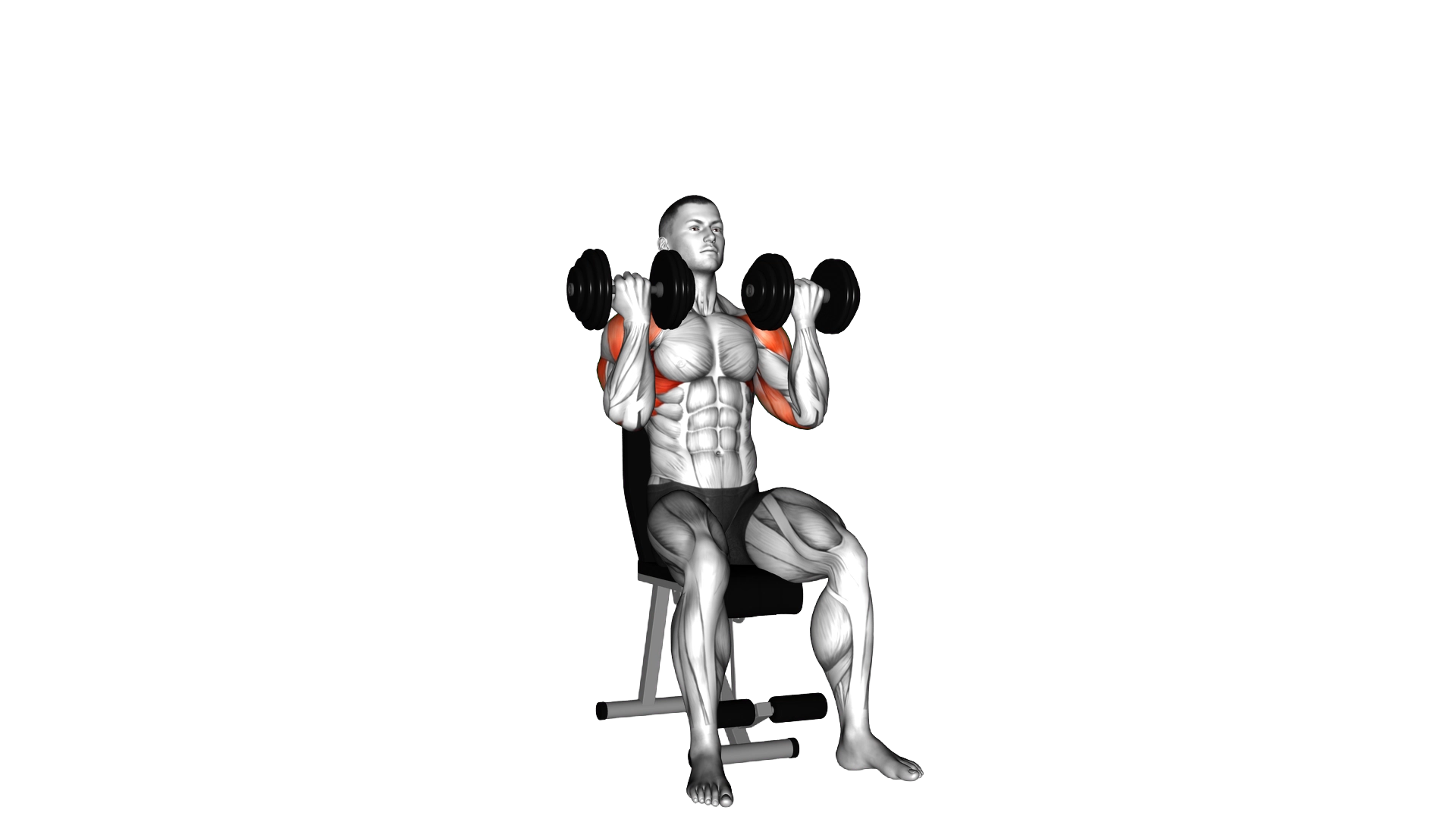 Dumbbell Arnold Press exercise demonstration