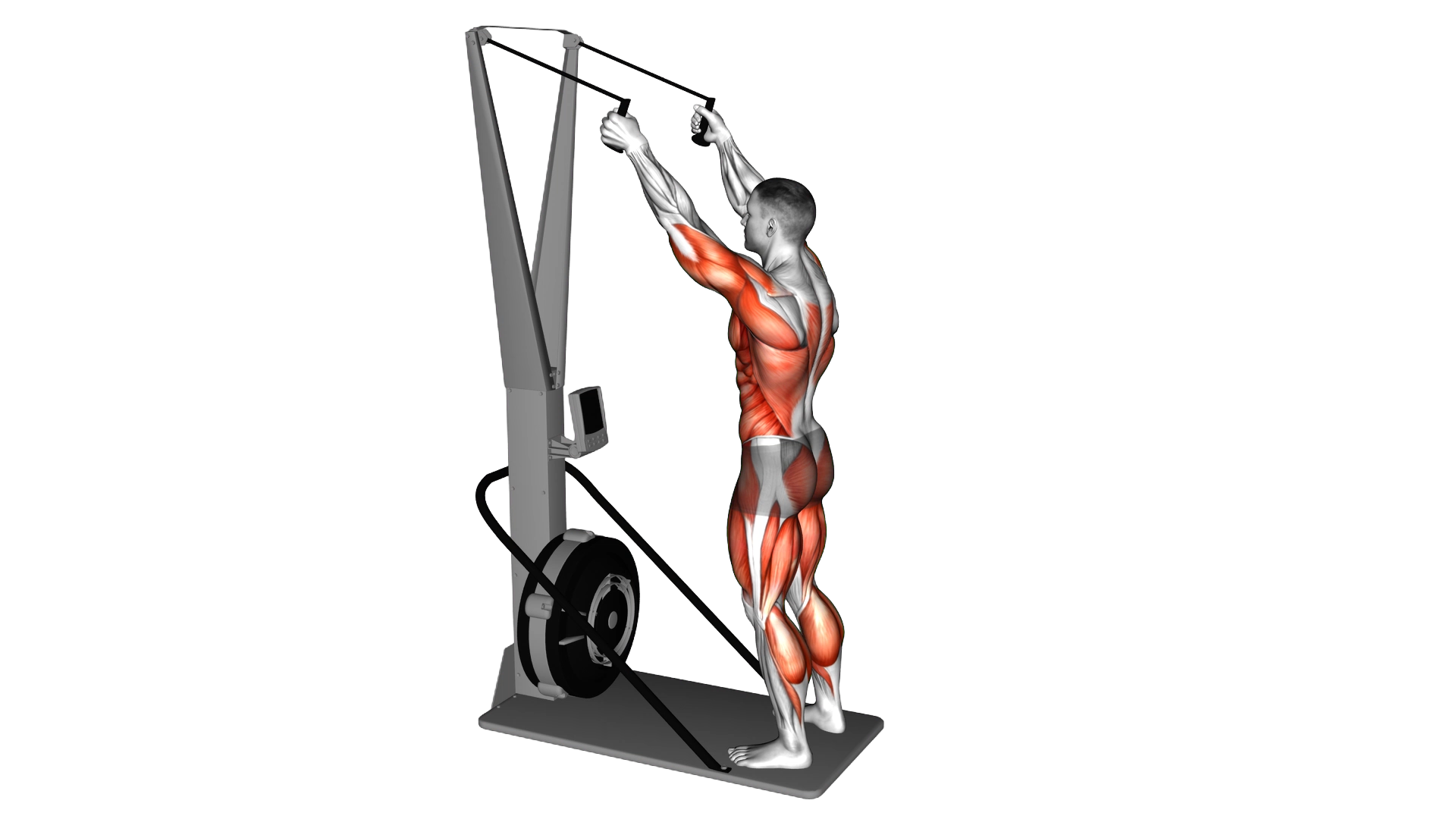 Ski Ergometer exercise demonstration