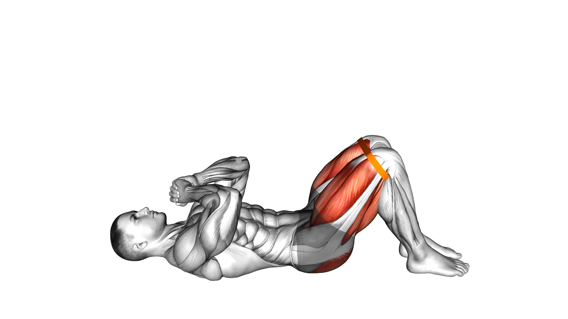 Resistance Band Glute Bridge exercise demonstration