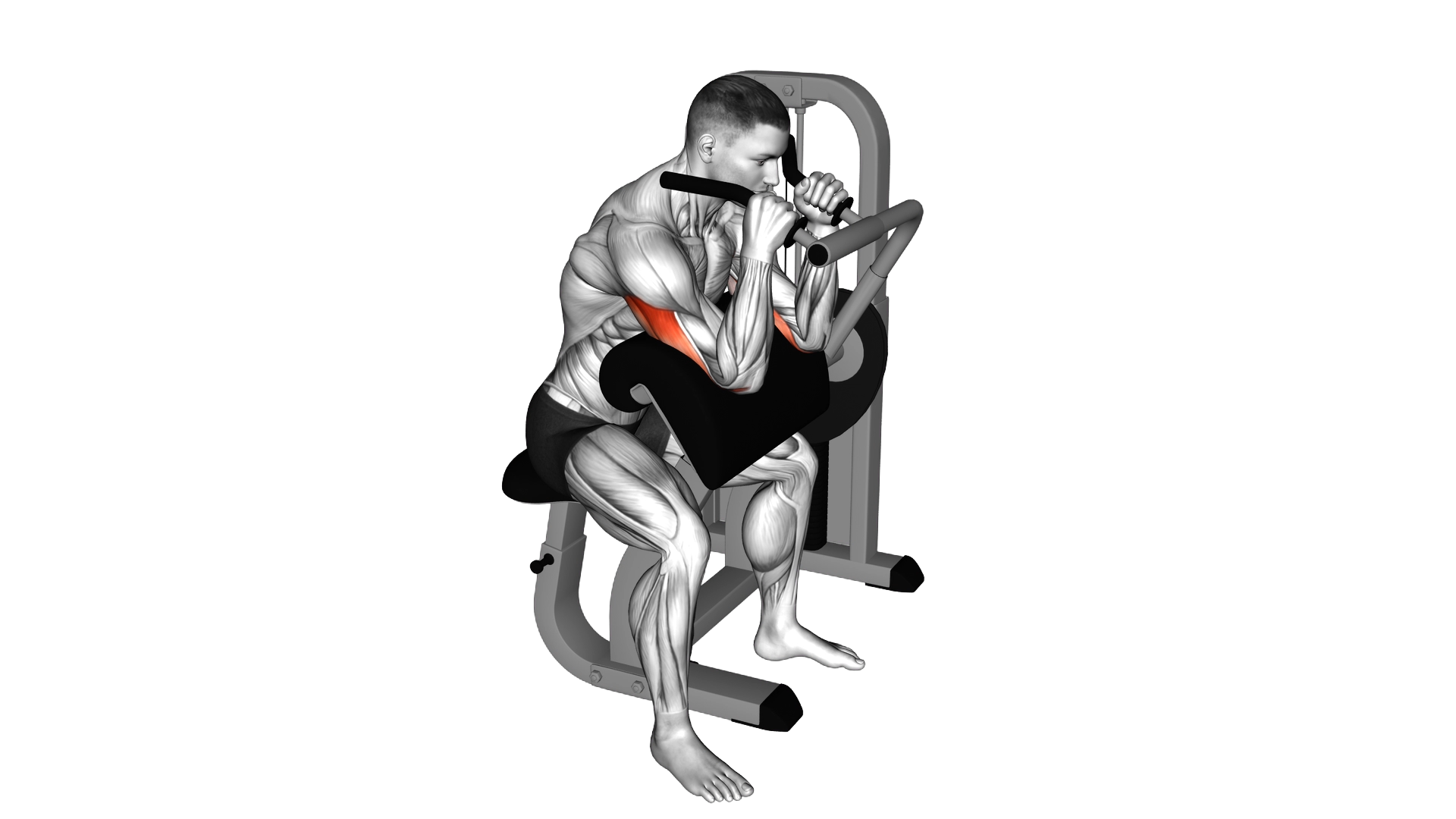 Lever Triceps Extension exercise demonstration
