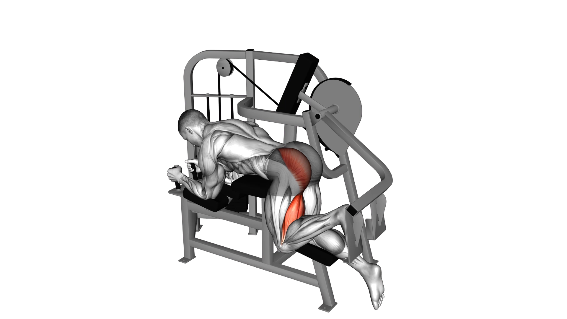 Lever Hip Extension exercise demonstration