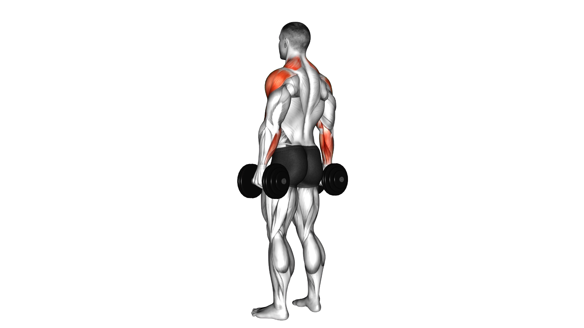Dumbbell Rear Delt Raise exercise demonstration