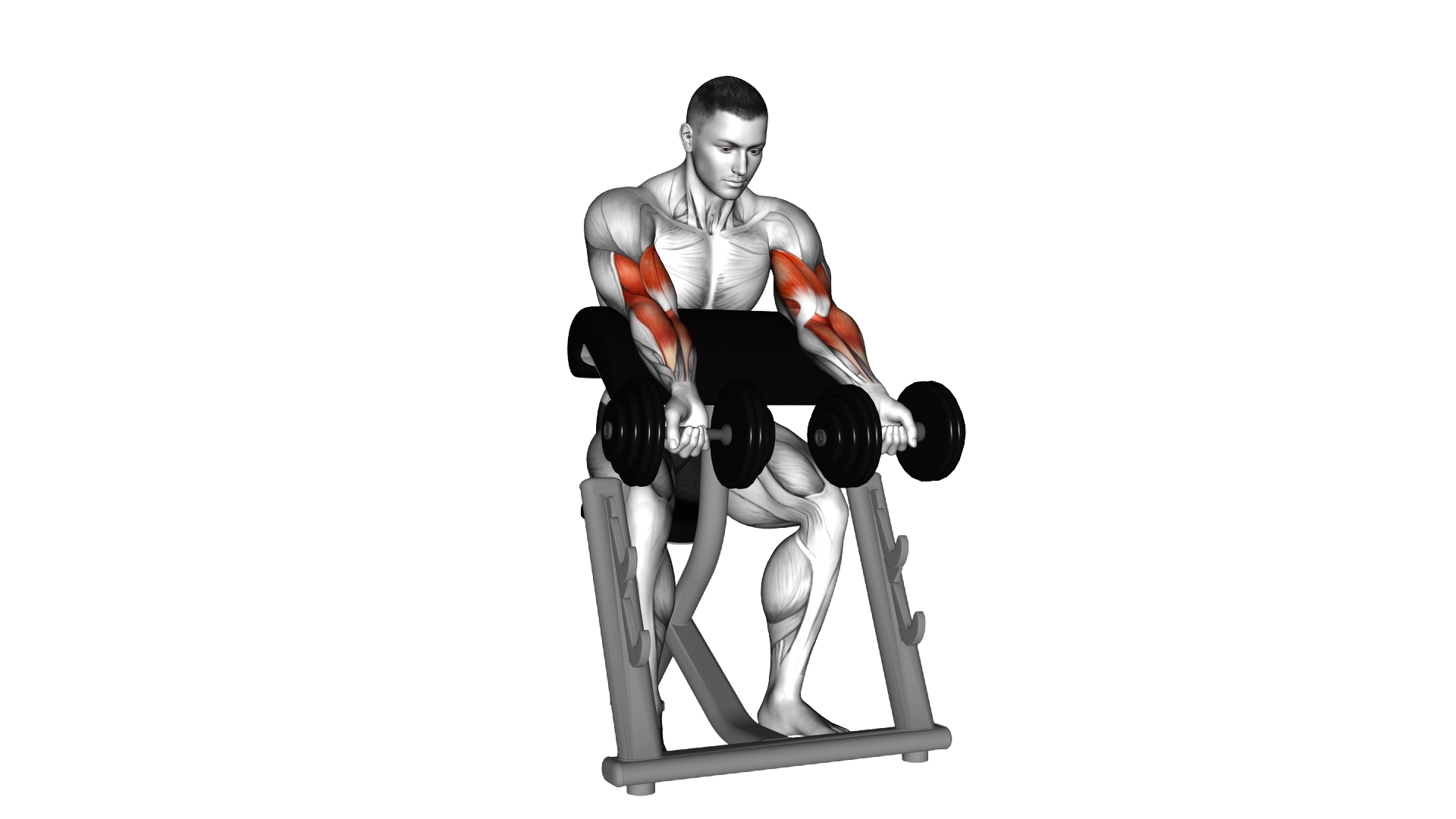 Dumbbell Zottman Preacher Curl exercise demonstration