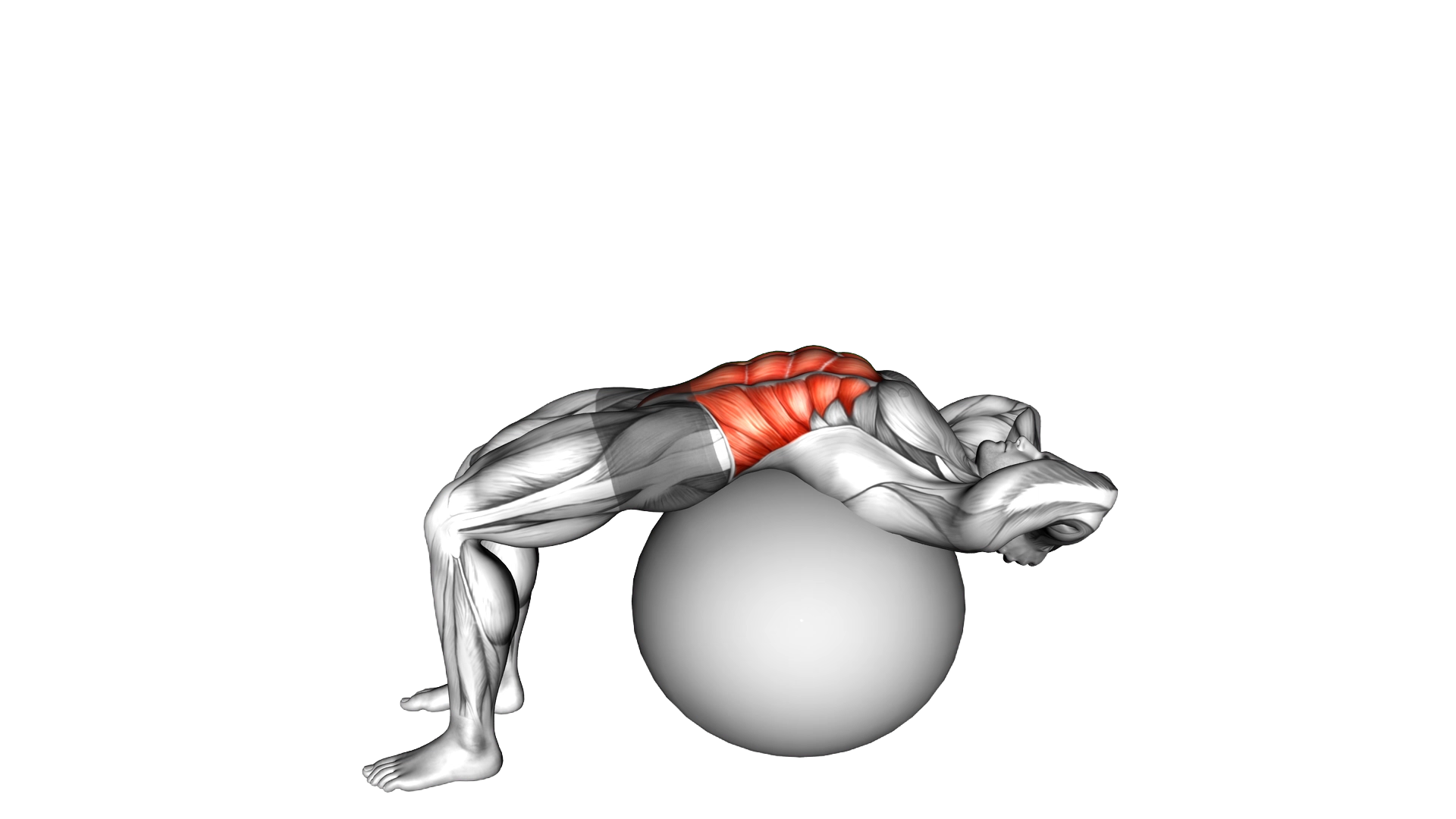 Stability Ball Crunch (Full range hands behind head) exercise demonstration