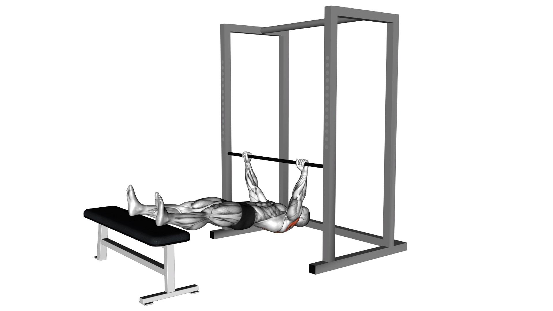 Inverted Row on Bench exercise demonstration