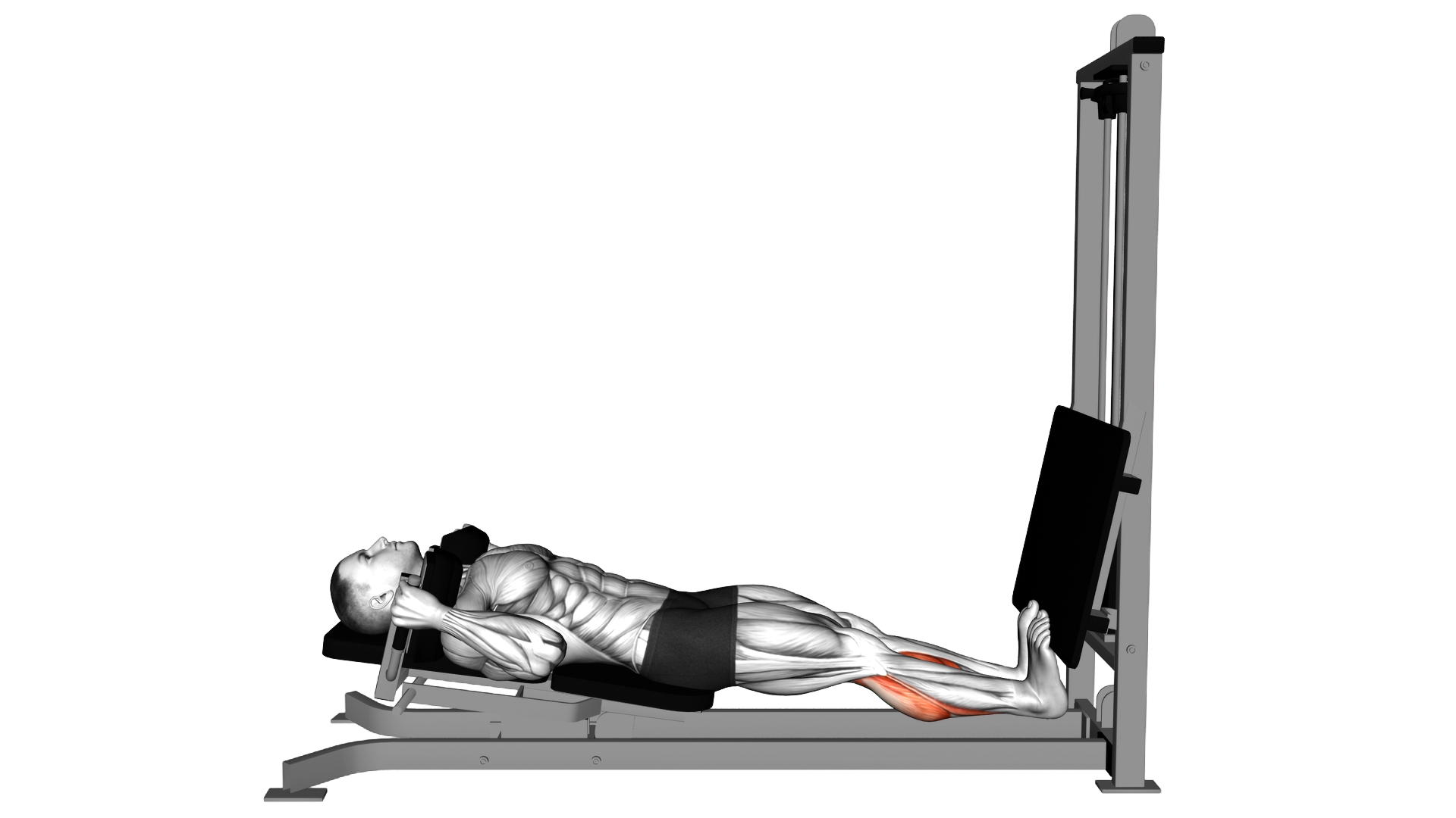 Sled Lying Calf Press exercise demonstration
