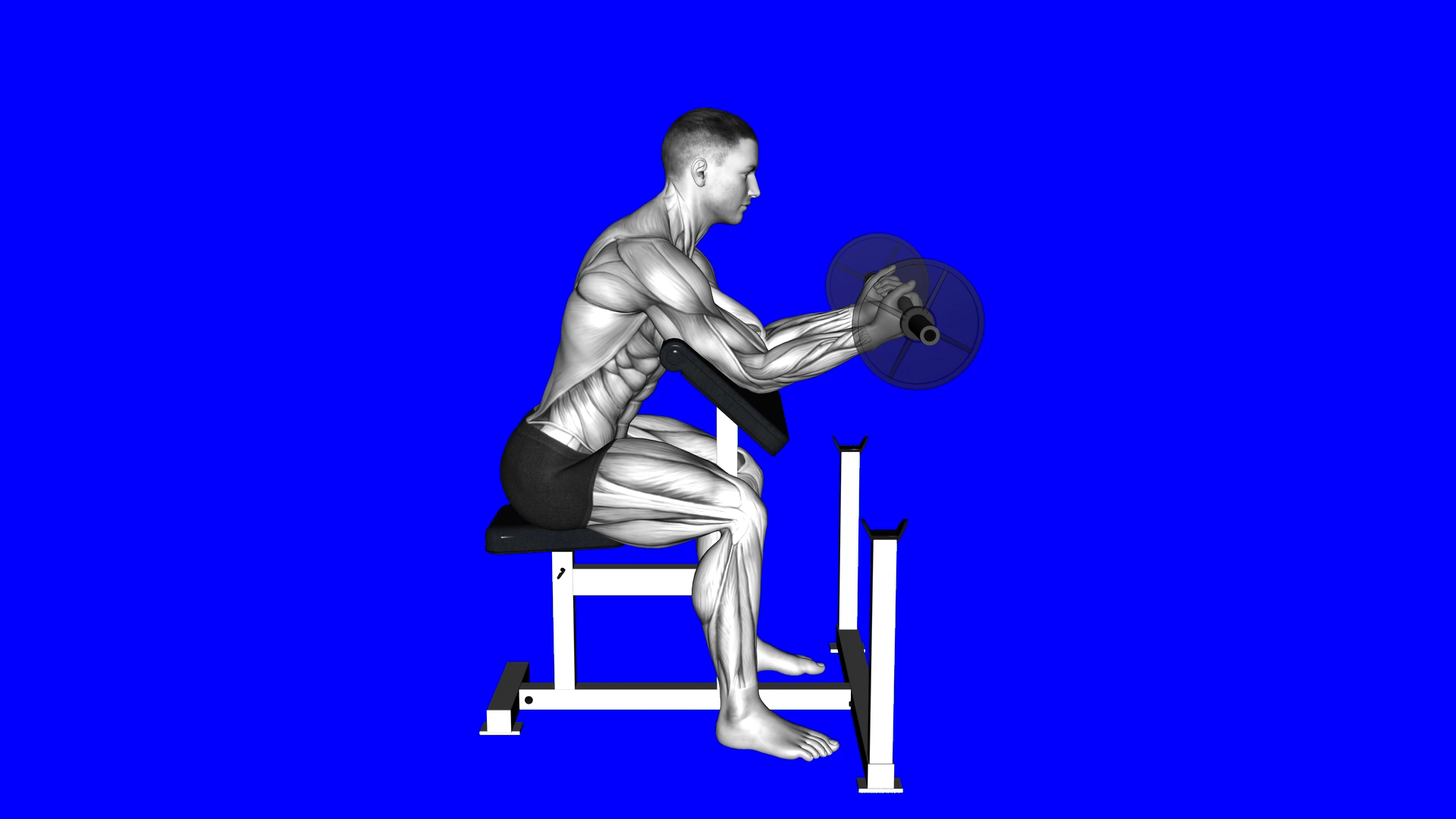 Preacher Curl Wrists (WRONG RIGHT) exercise demonstration