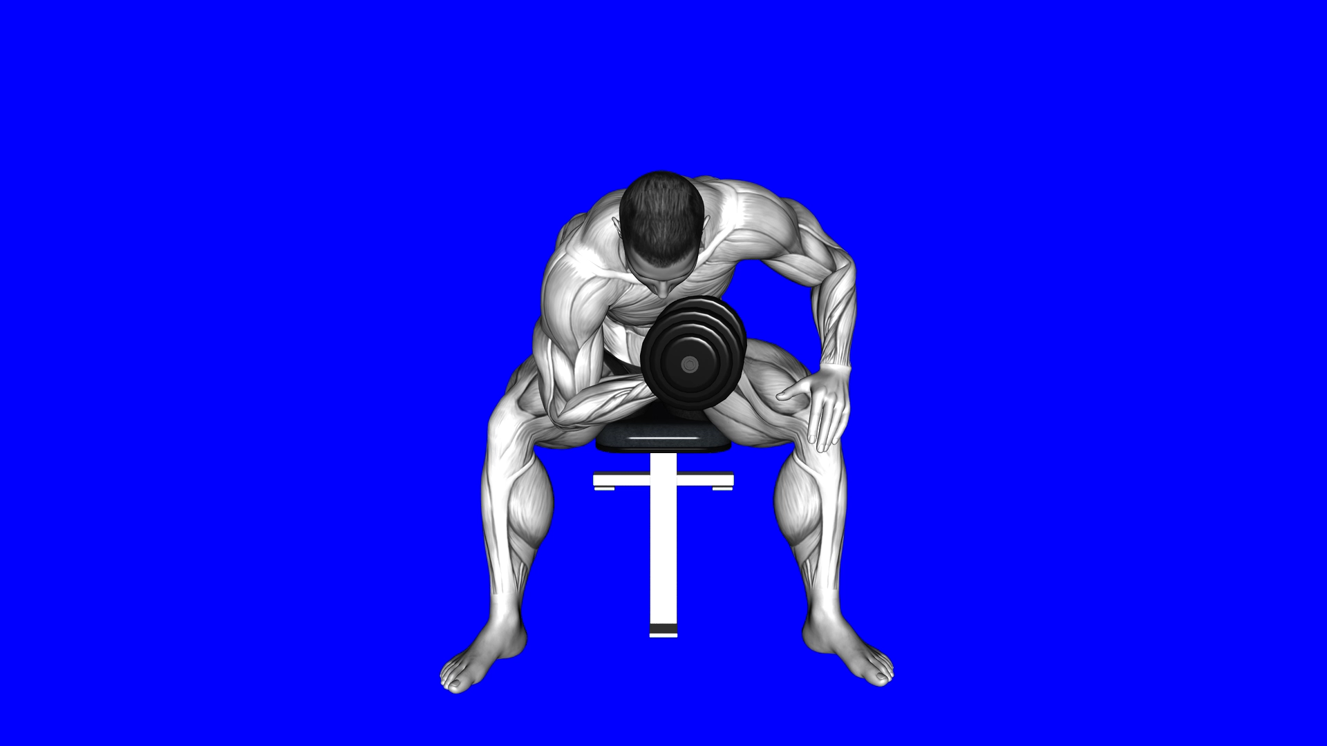 Concentration Curl Arms (WRONG RIGHT) exercise demonstration