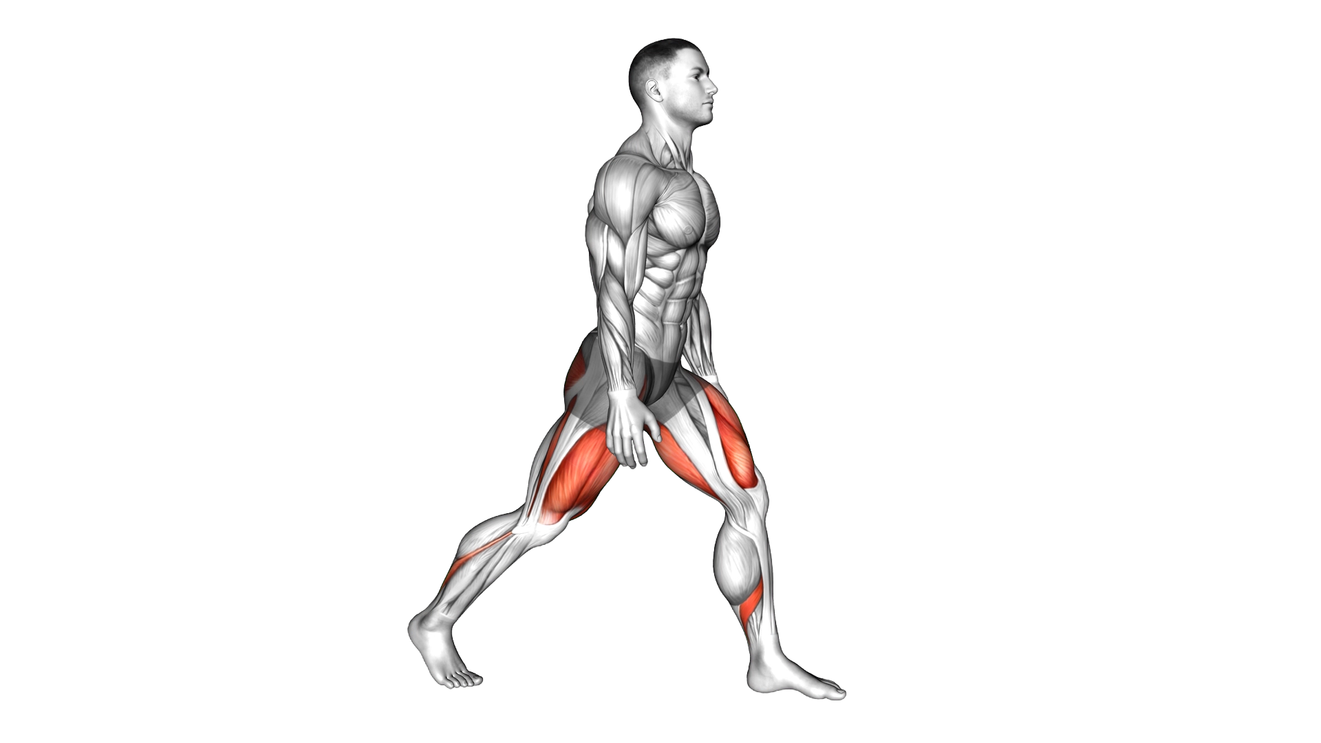 Split Squats exercise demonstration