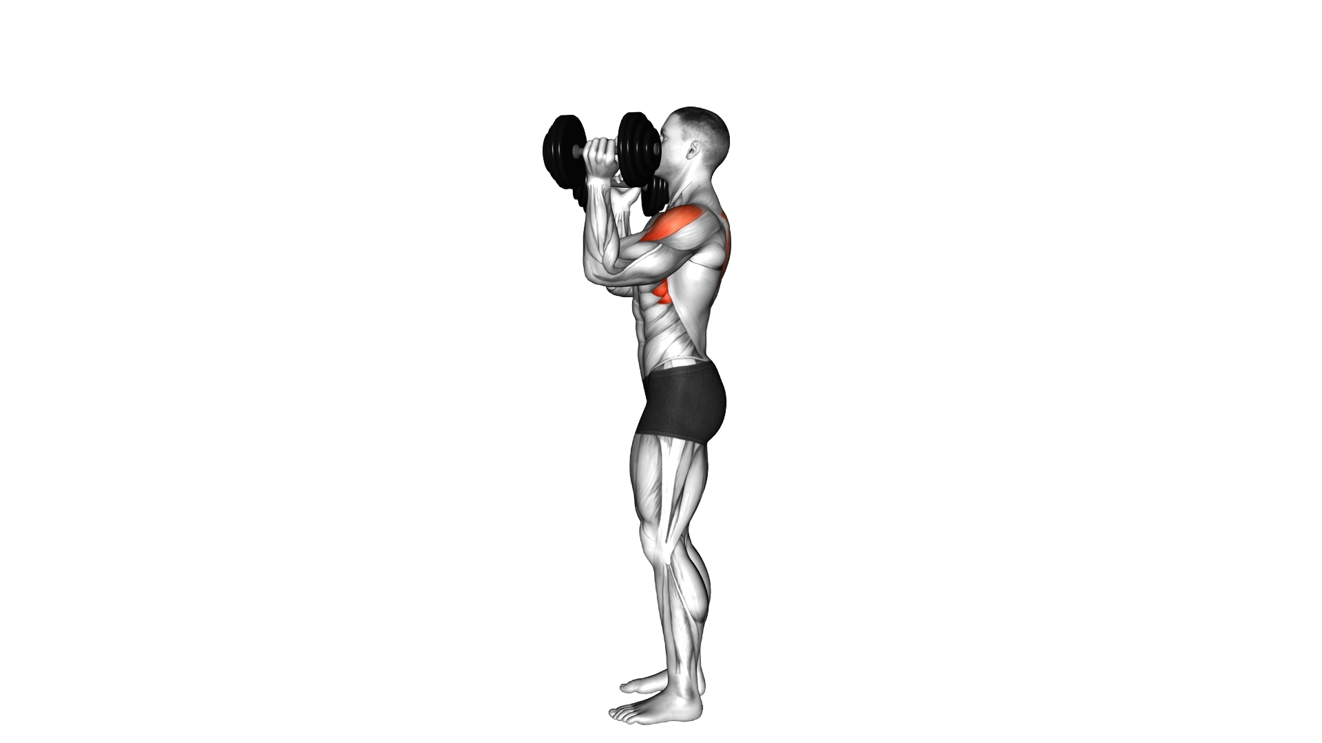 Dumbbell Scott Press exercise demonstration