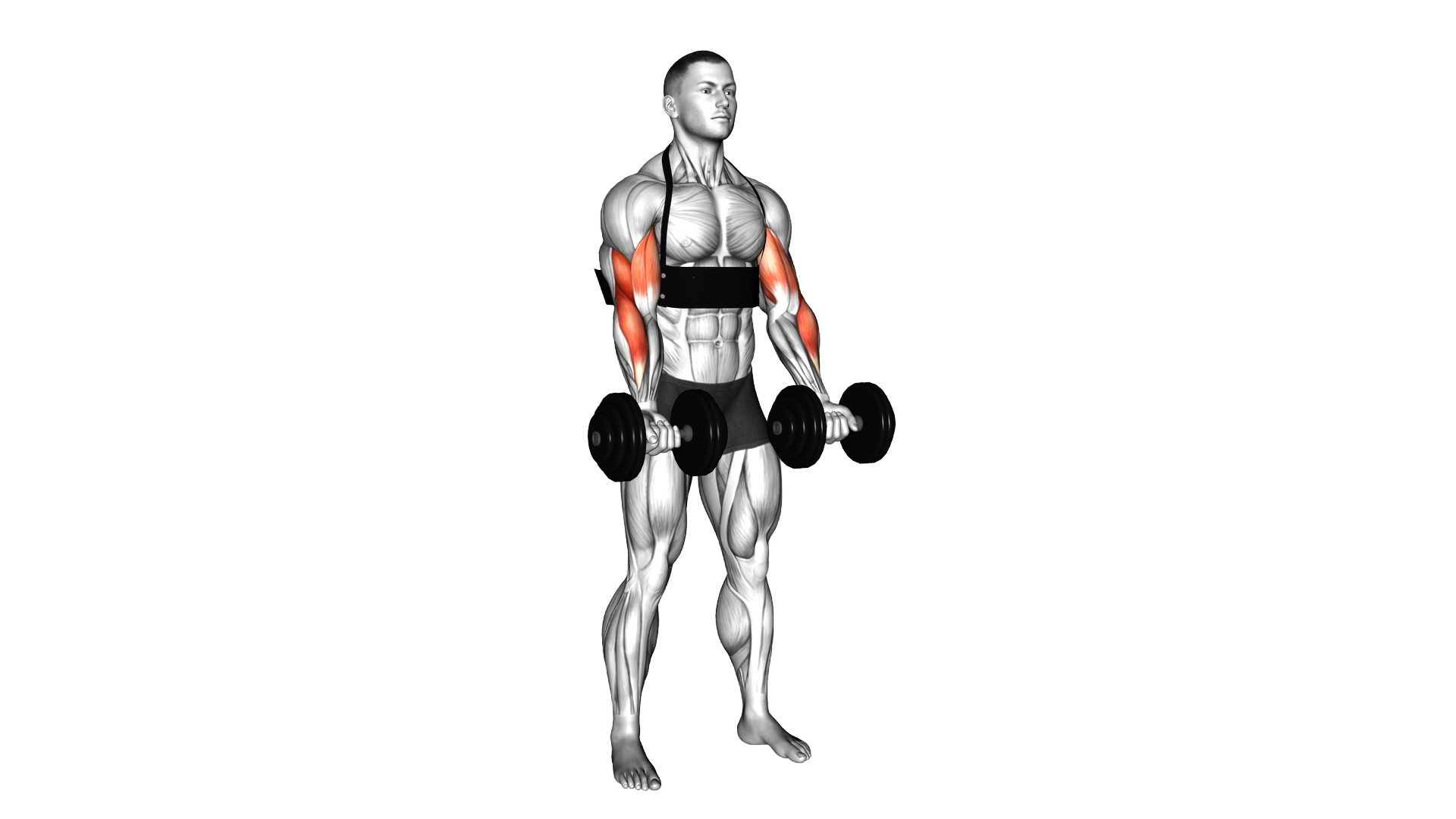 Dumbbell Biceps Curl (with arm blaster) exercise demonstration
