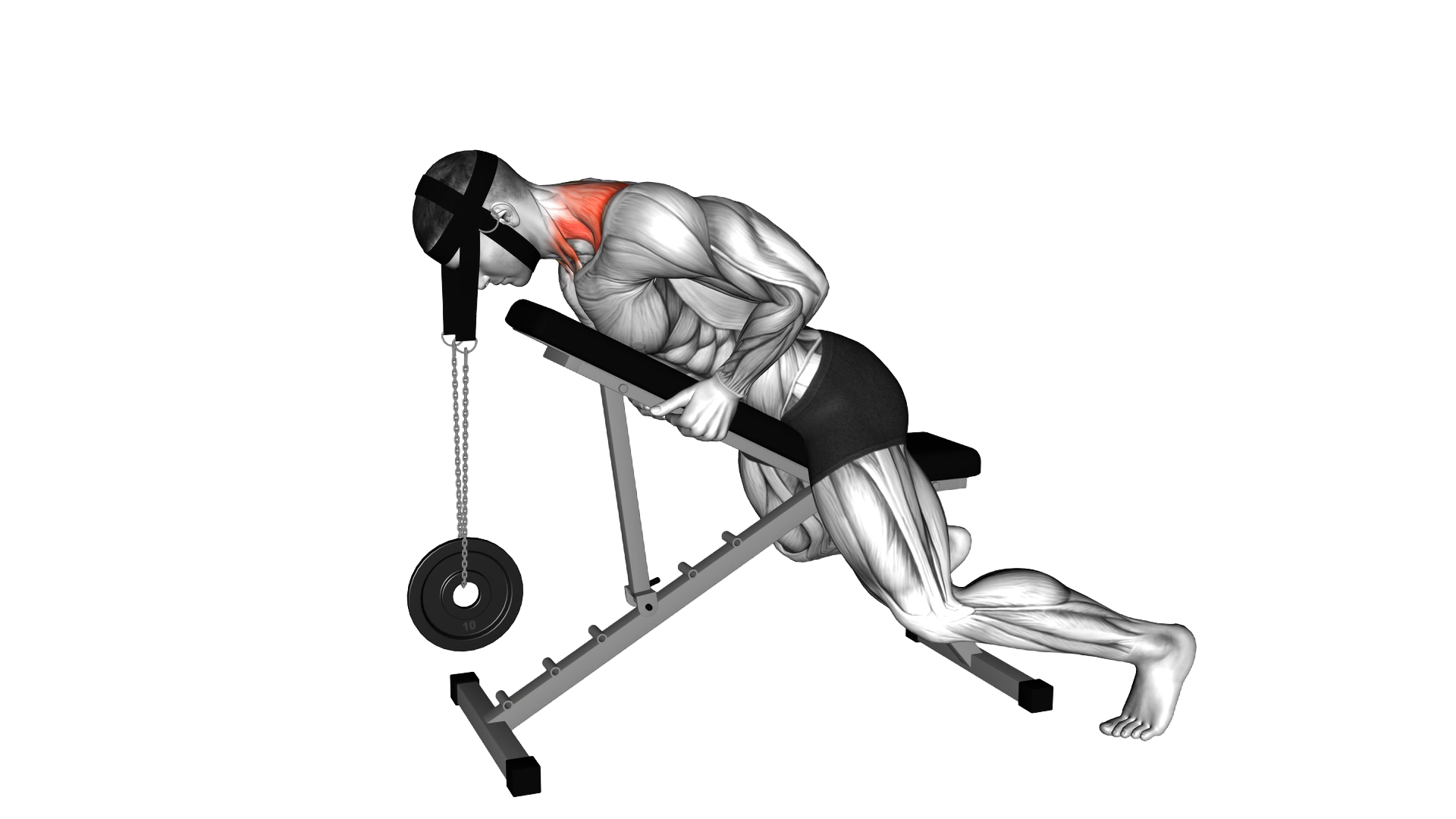 Weighted Lying Neck Extension (with head harness) exercise demonstration