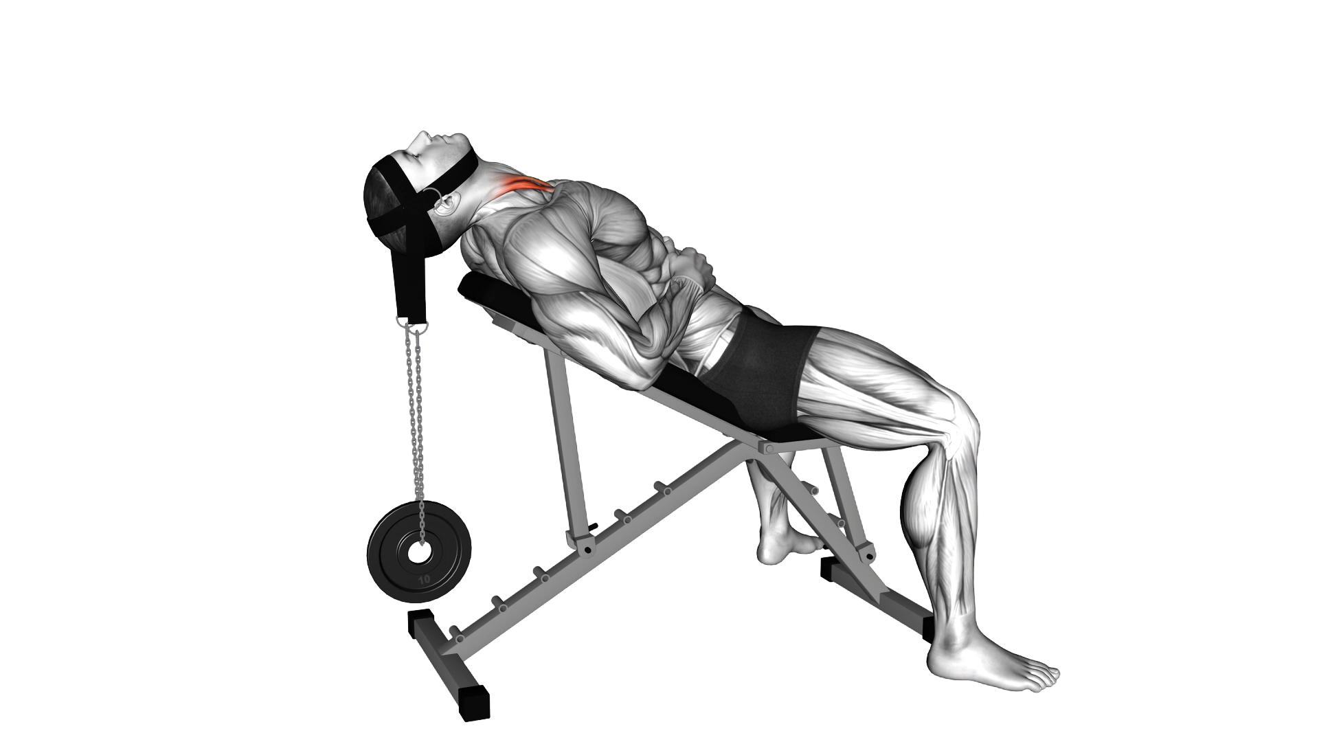 Weighted Lying Neck Flexion (with head harness) exercise demonstration