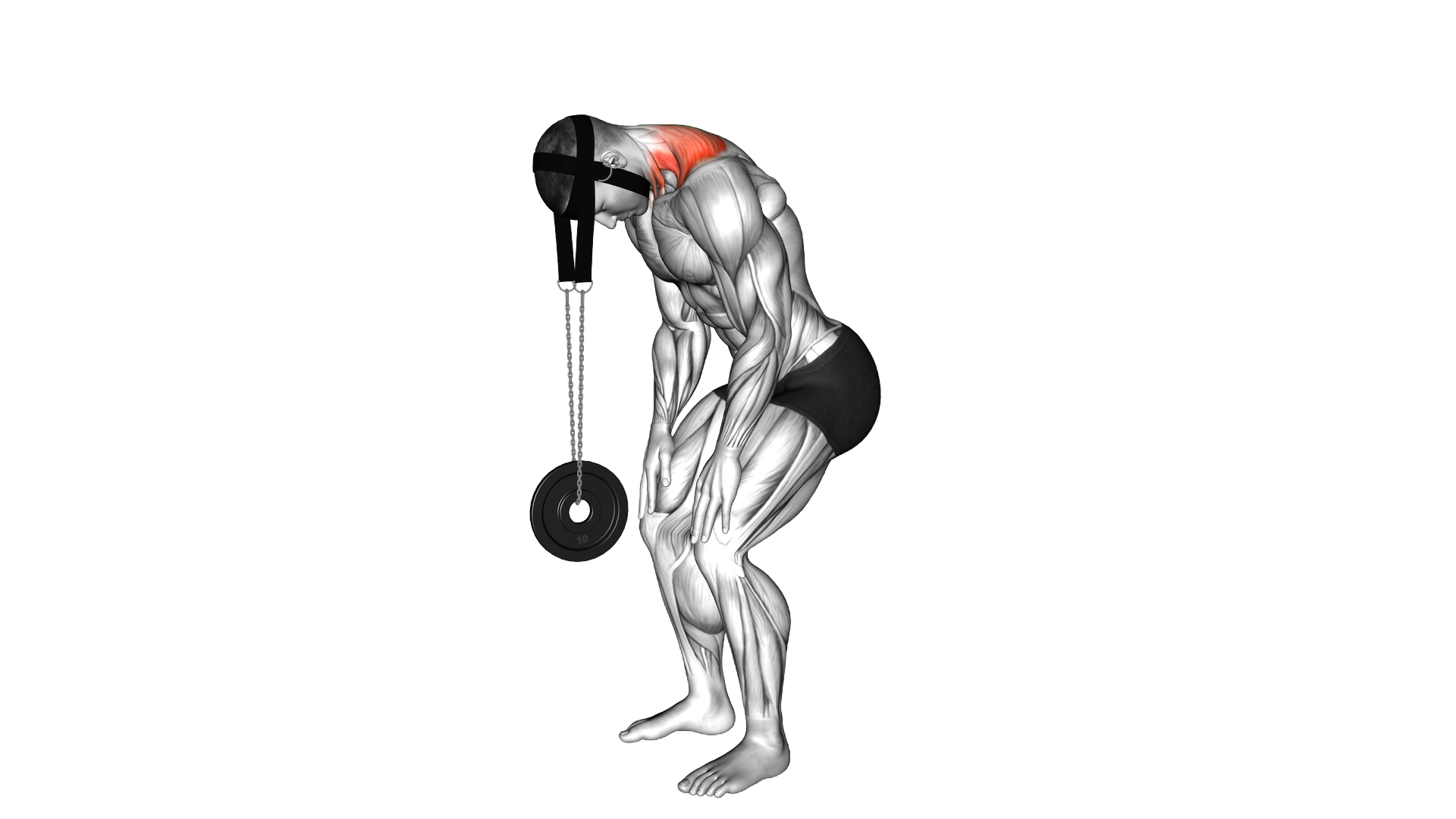 Weighted Standing Neck Extension (with head harnes exercise demonstration