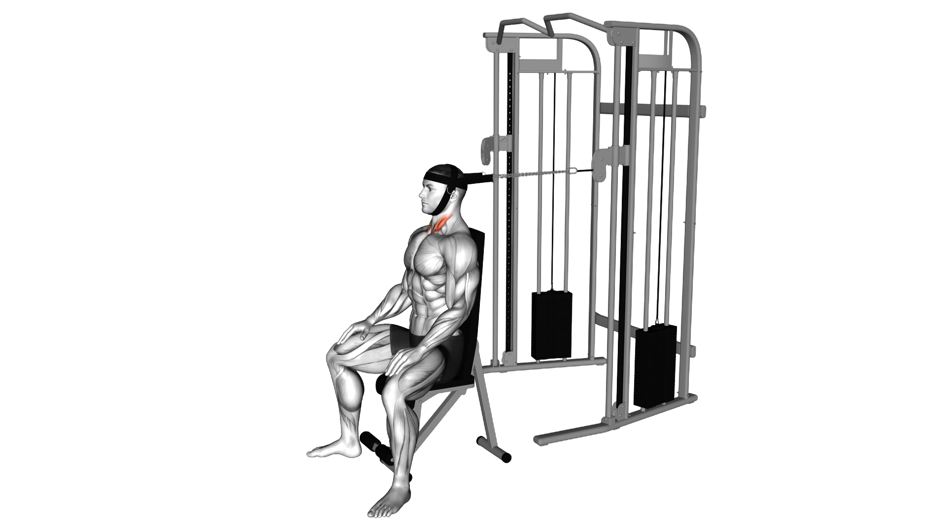 Cable Seated Neck Flexion (with head harness) exercise thumbnail