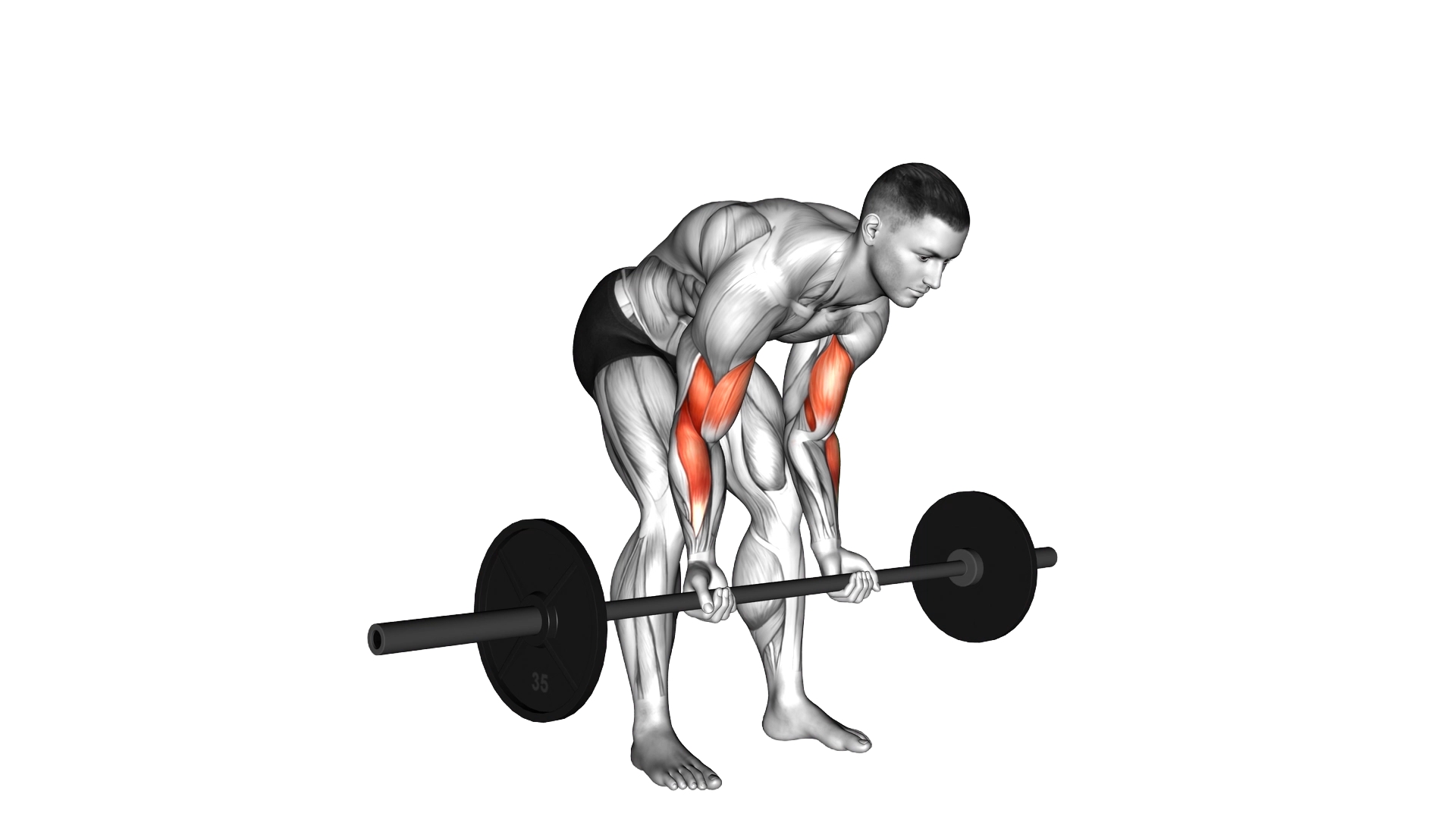 Barbell Standing Concentration Curl exercise demonstration