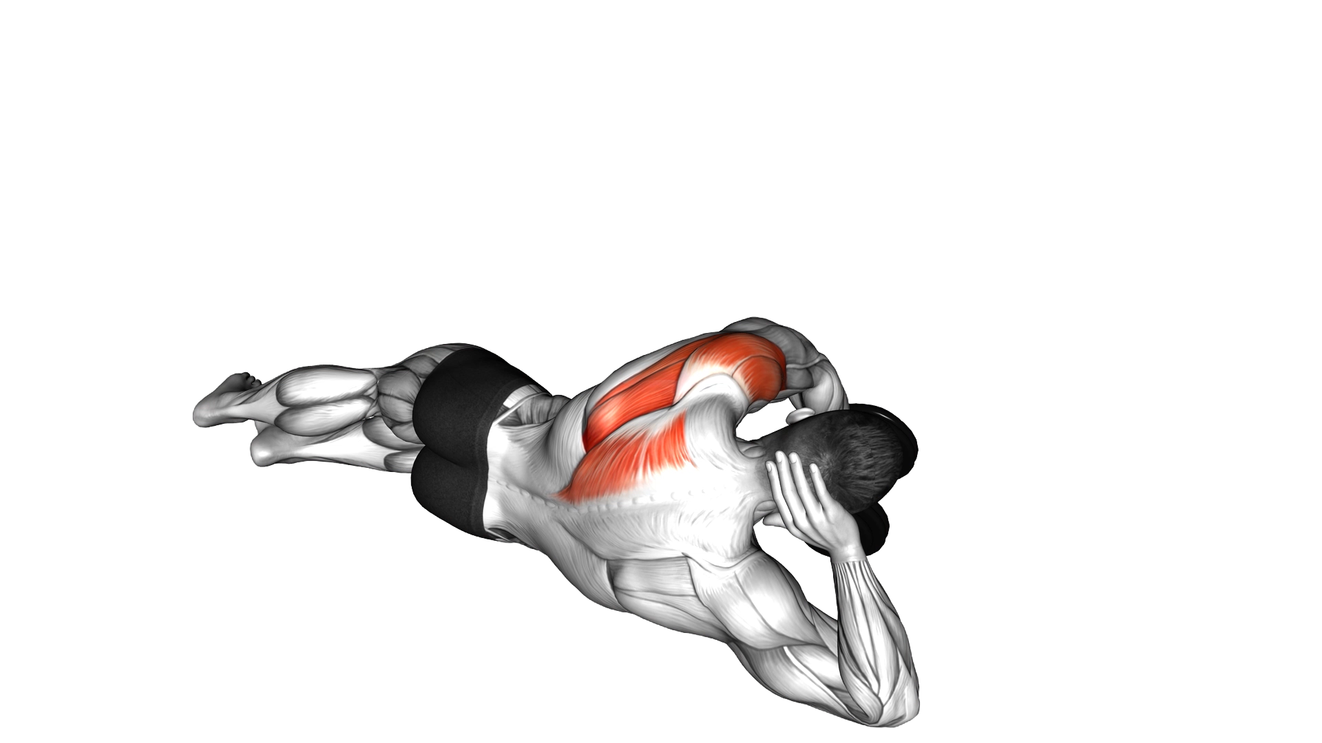 Dumbbell Lying on Floor Rear Delt Raise exercise demonstration