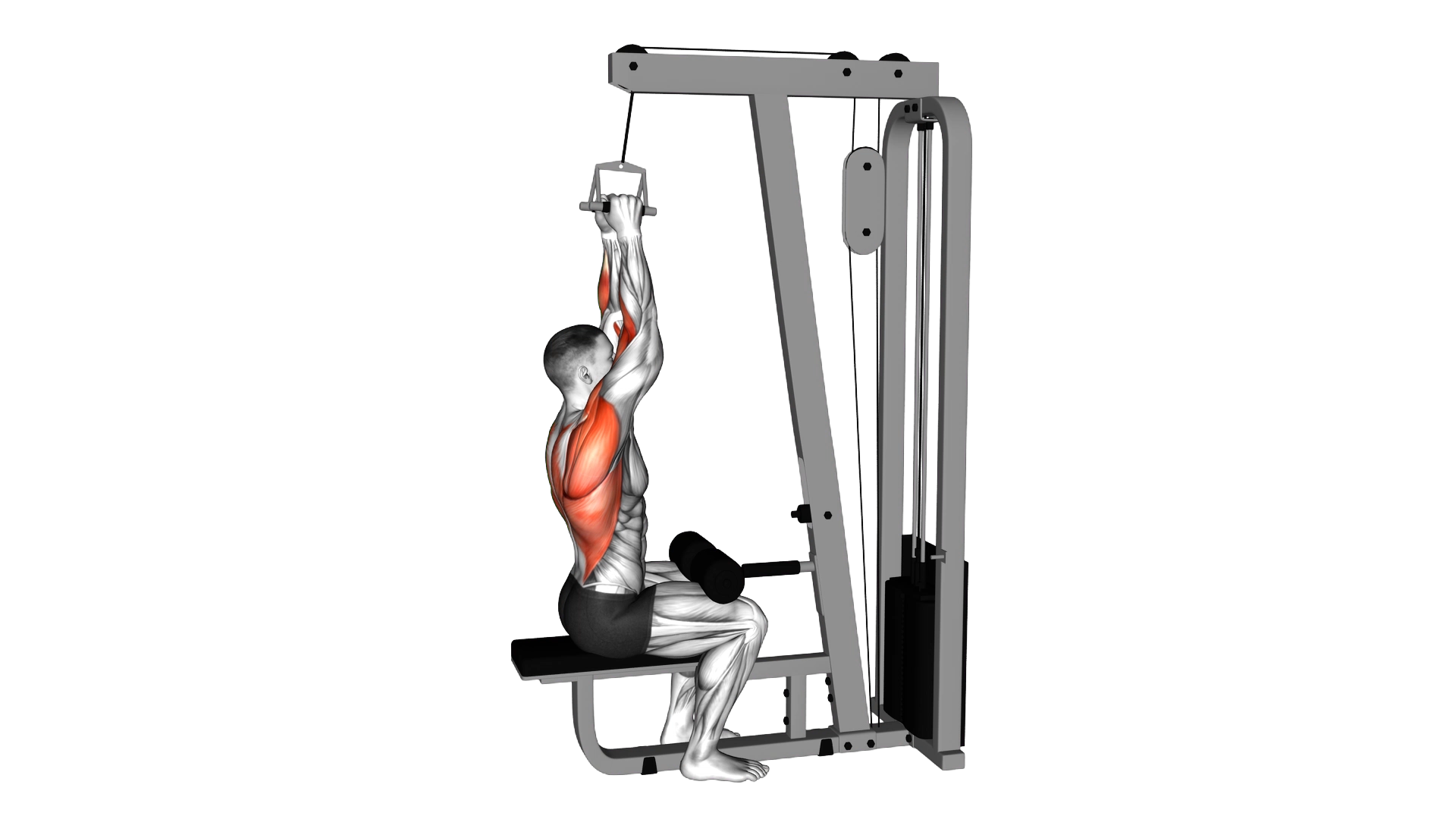 Cable Lateral Pulldown with V bar exercise thumbnail