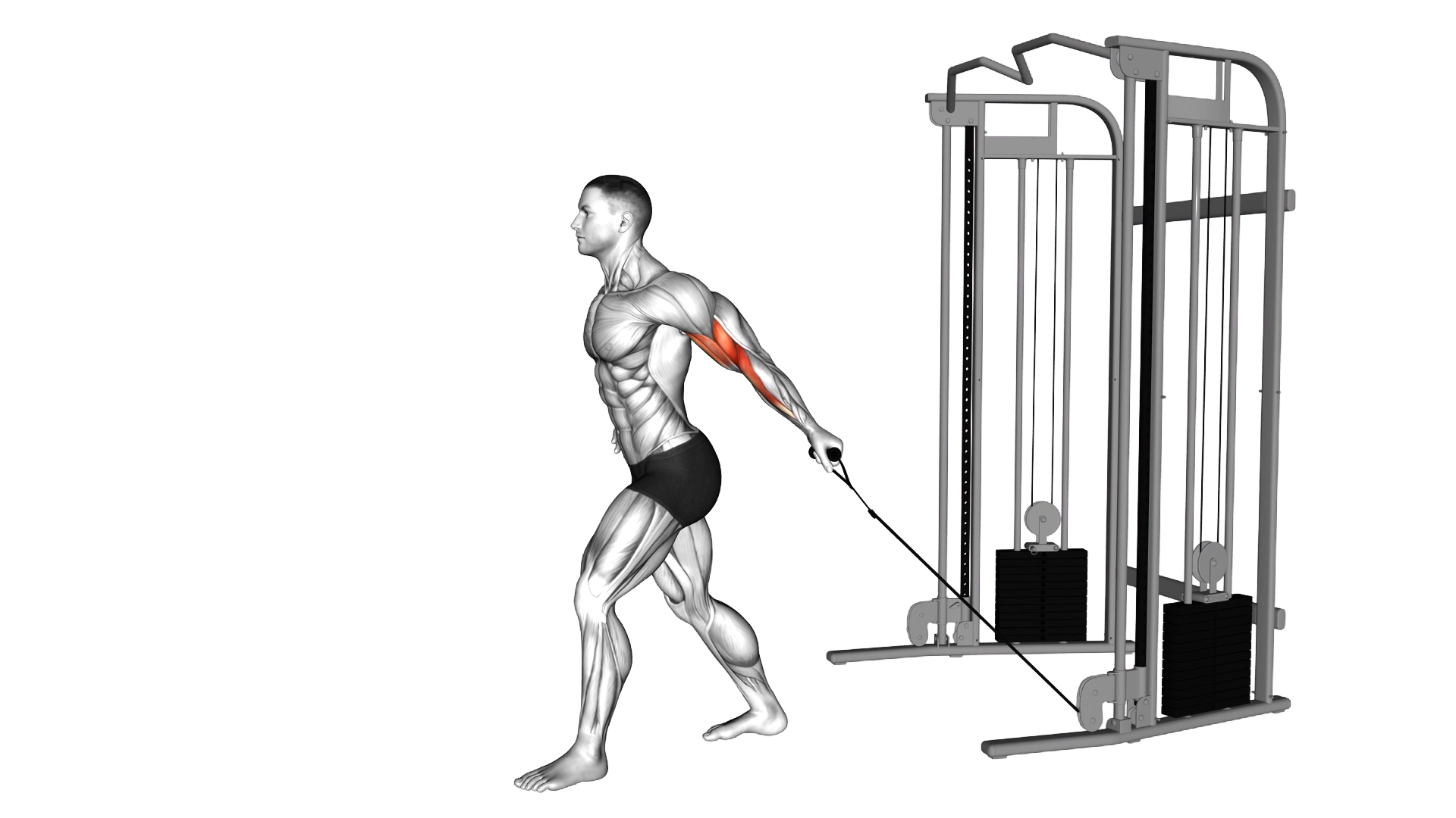 Cable One Arm Biceps Curl exercise demonstration