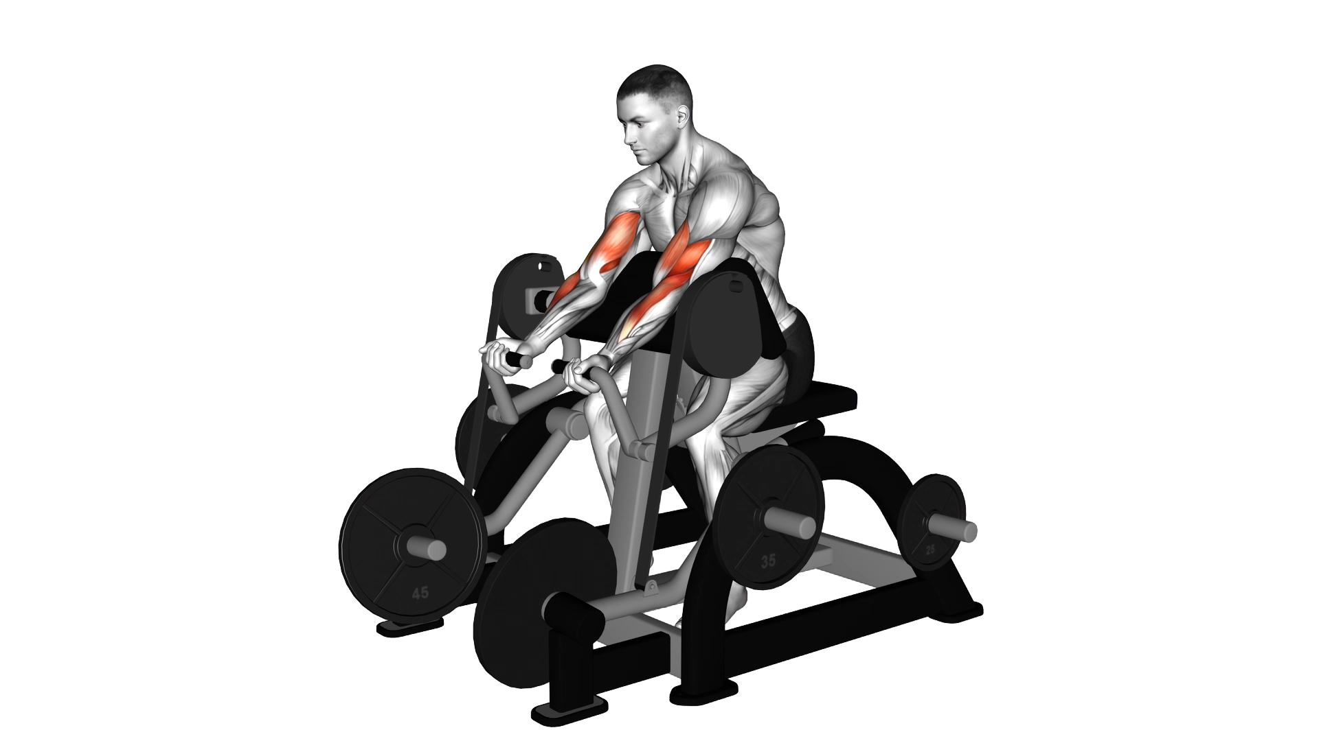 Lever Preacher Curl (plate loaded) exercise demonstration