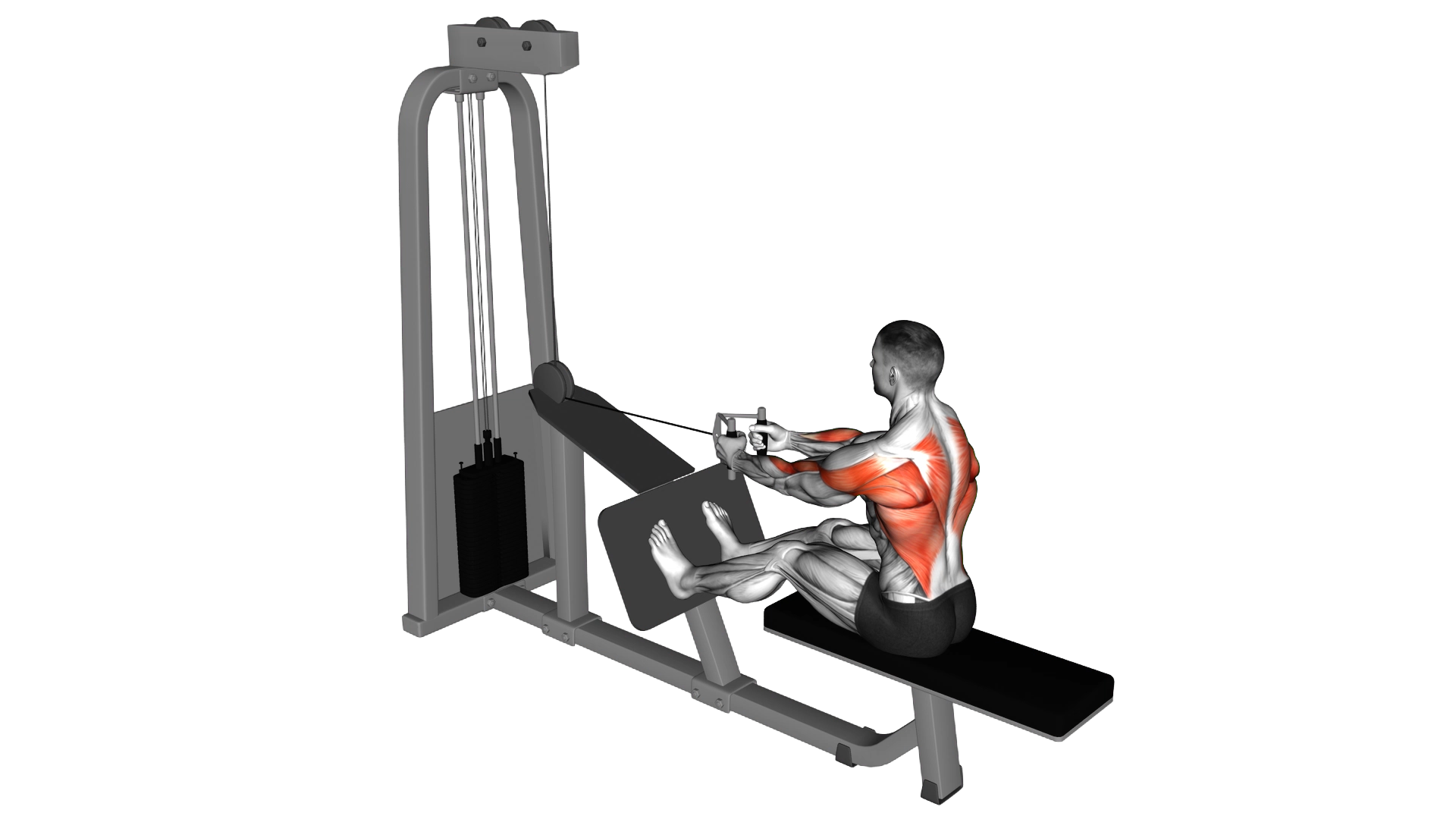 Cable Seated Row with V bar exercise thumbnail