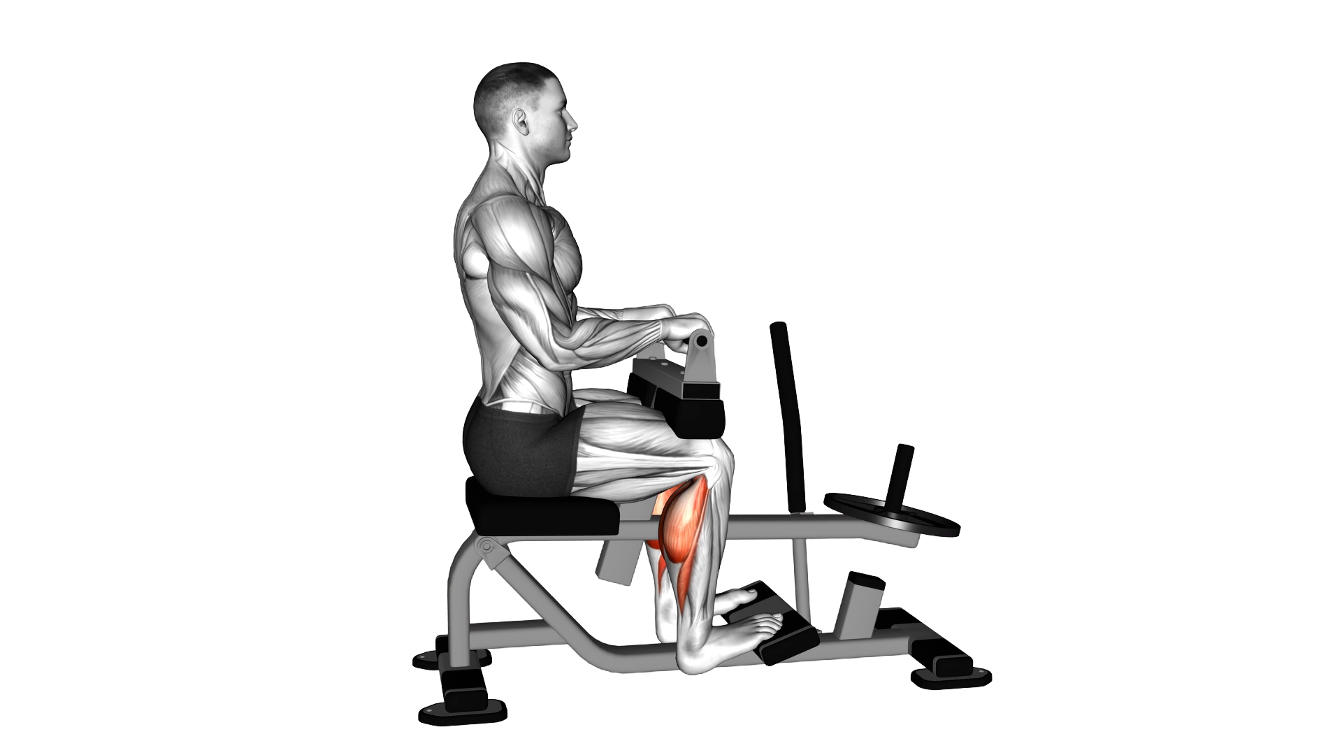 Lever Seated Calf Raise (plate loaded) exercise demonstration