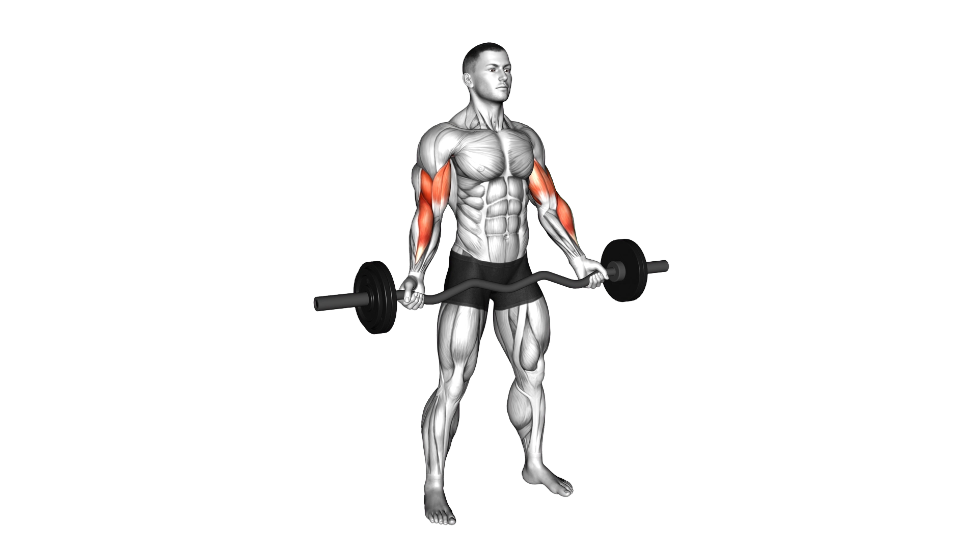 EZ Barbell Standing Wide Grip Biceps Curl exercise demonstration