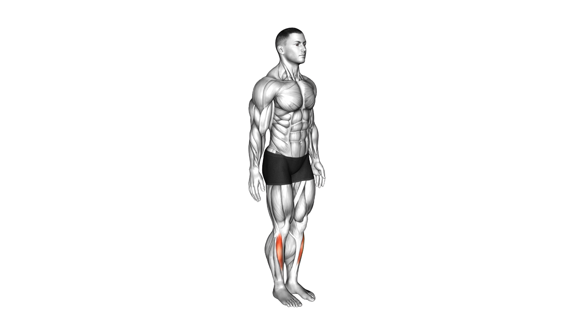 Ankle Dorsal Flexion exercise demonstration